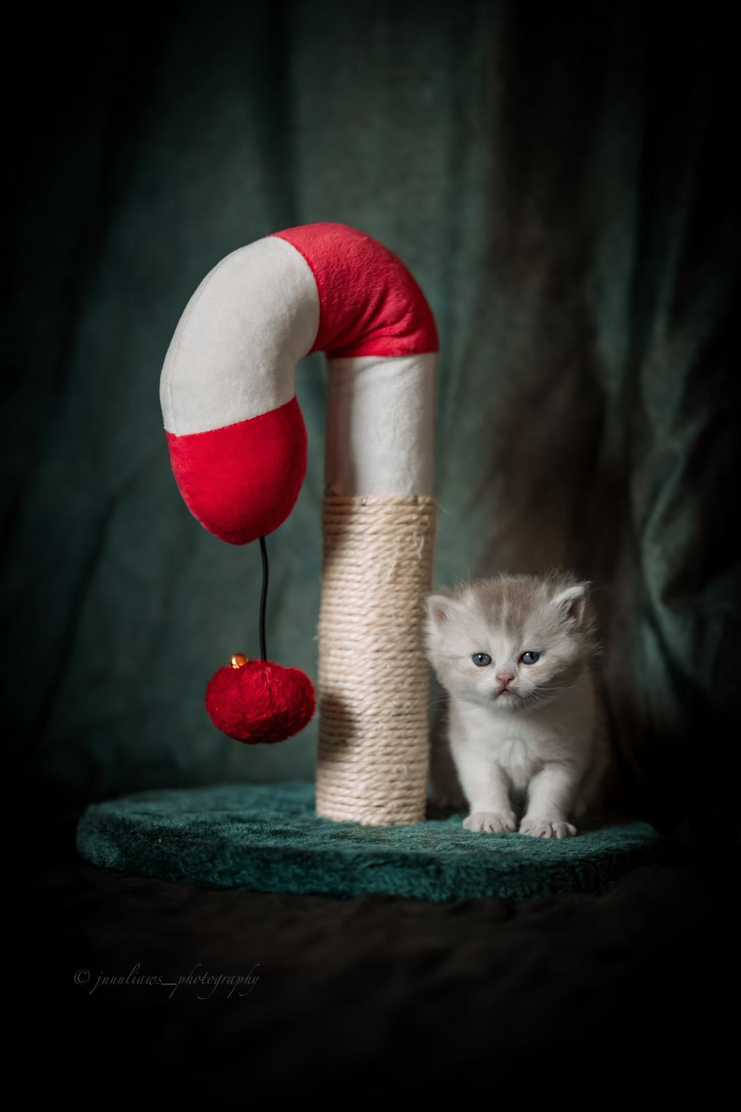 Yūki no Ya - BKH Kitten lilac harlequin