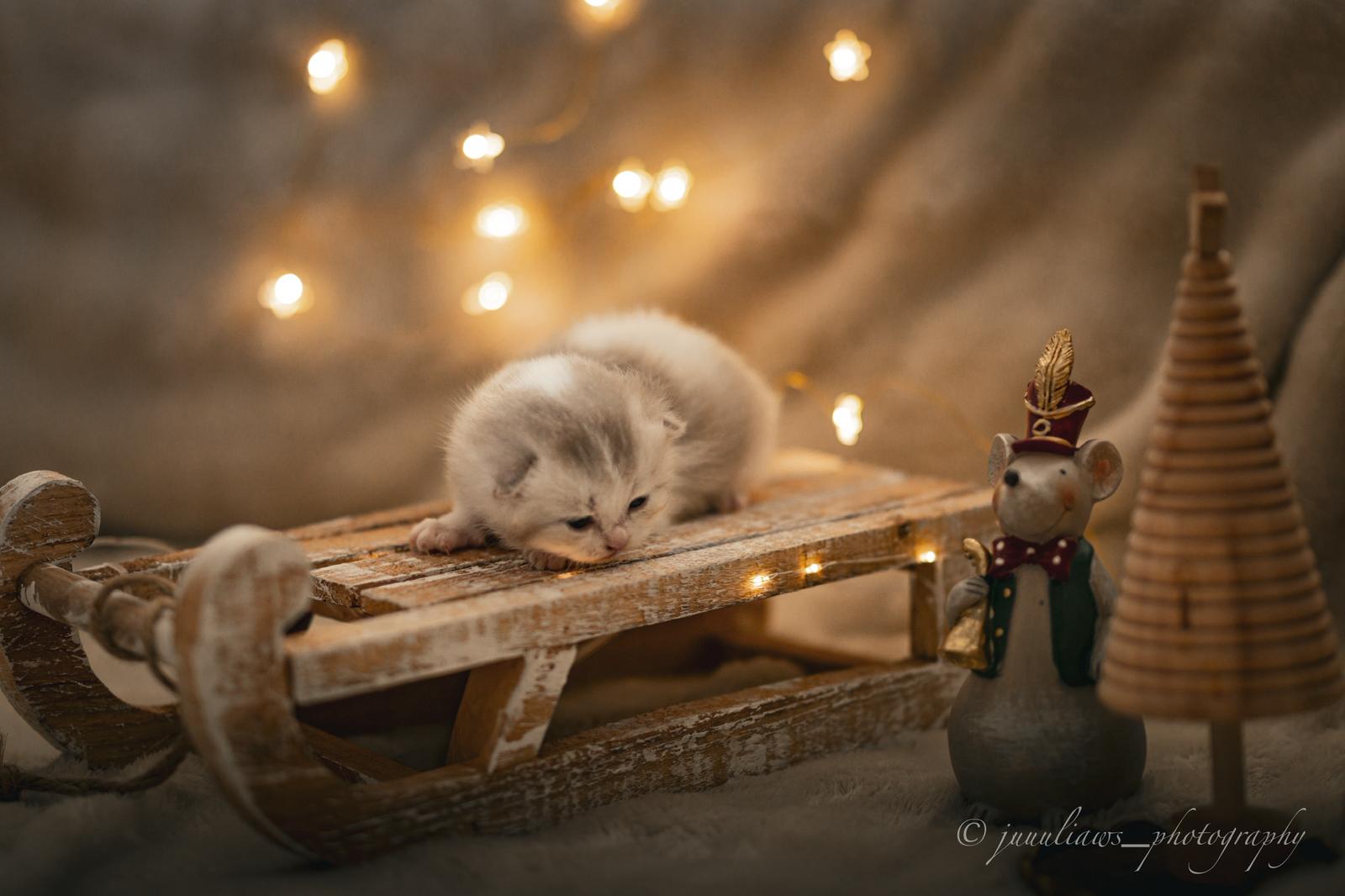 Yūki no Ya - BKH Kitten lilac harlequin