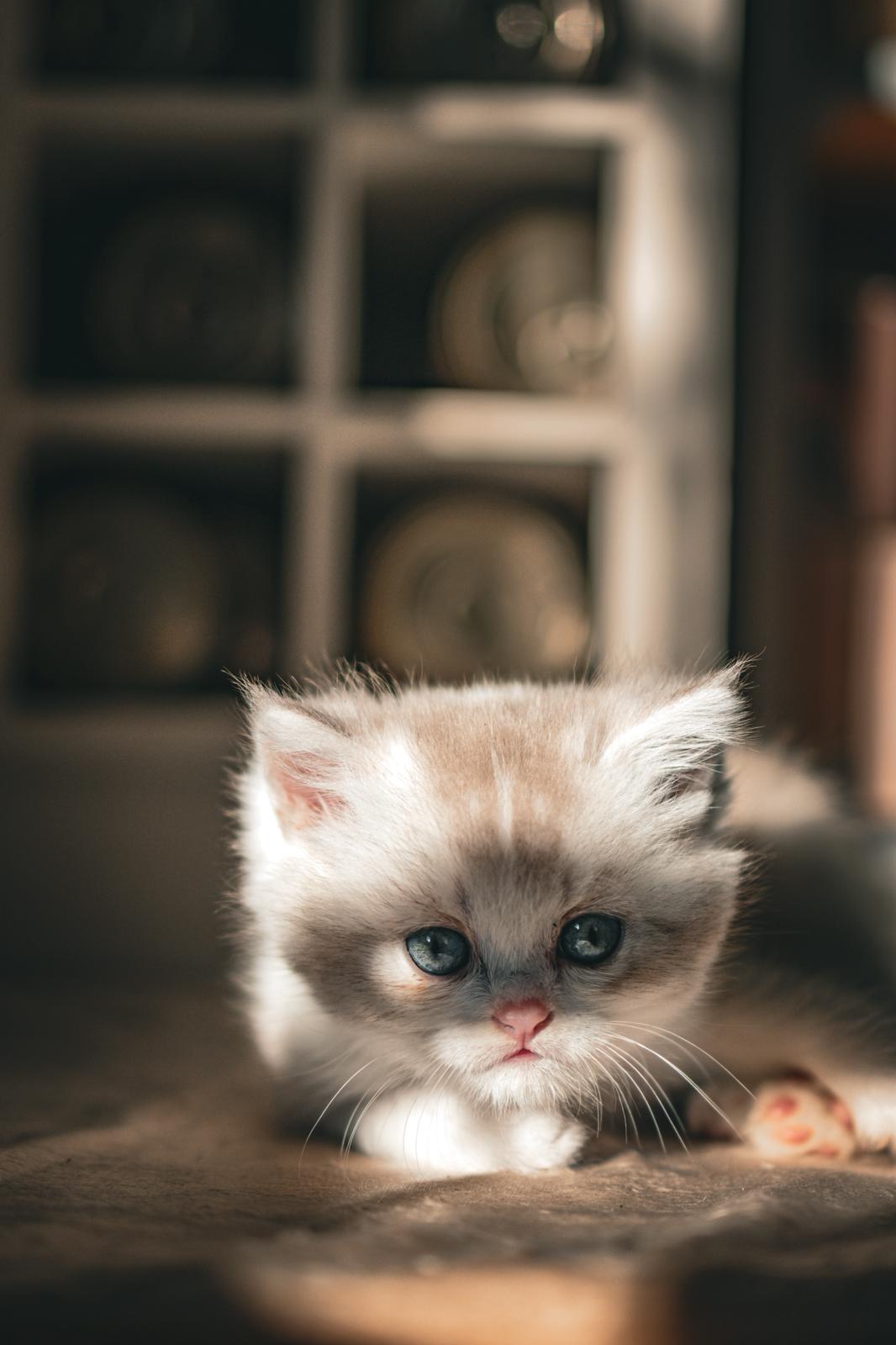 Yūki no Ya - BKH Kitten lilac harlequin