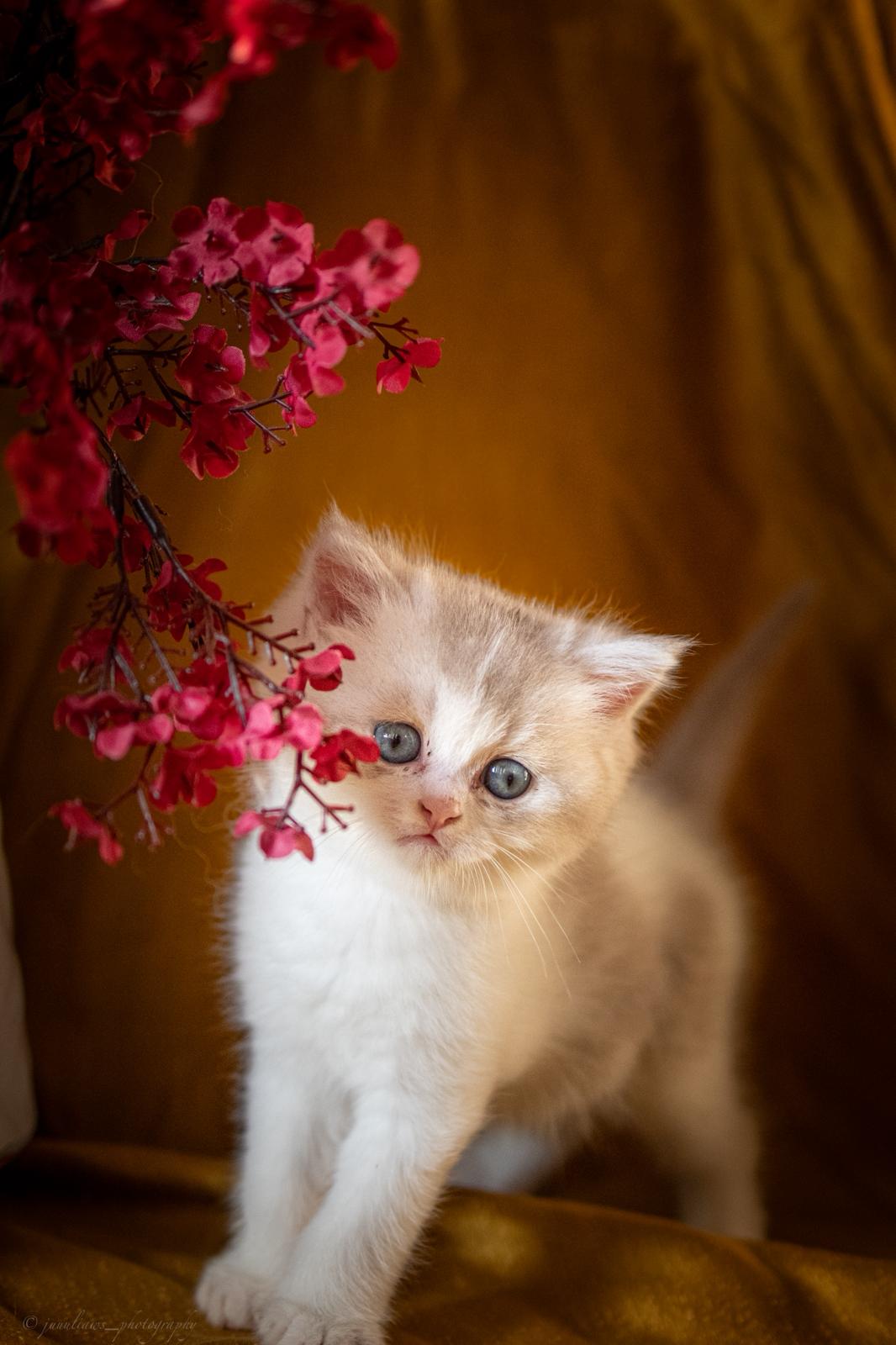 Yūki no Ya - BKH Kitten lilac harlequin