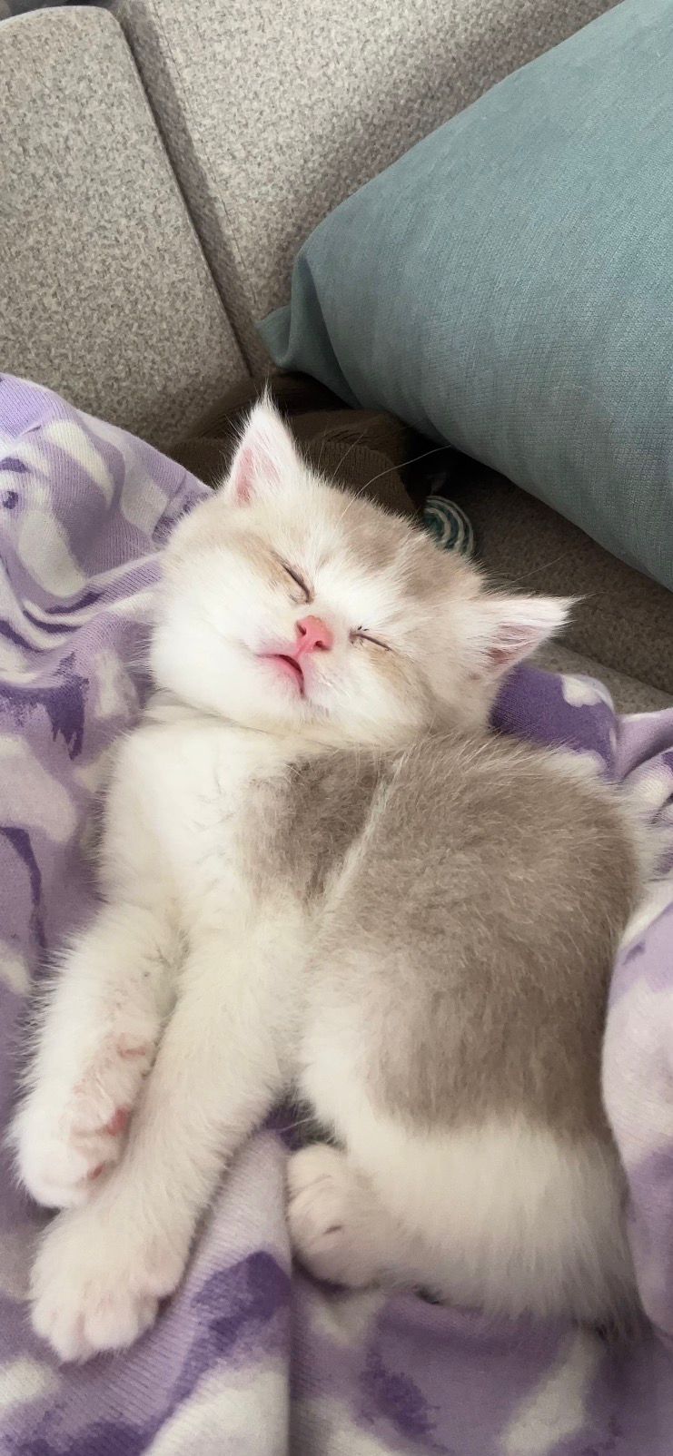 Yūki no Ya - BKH Kitten lilac harlequin