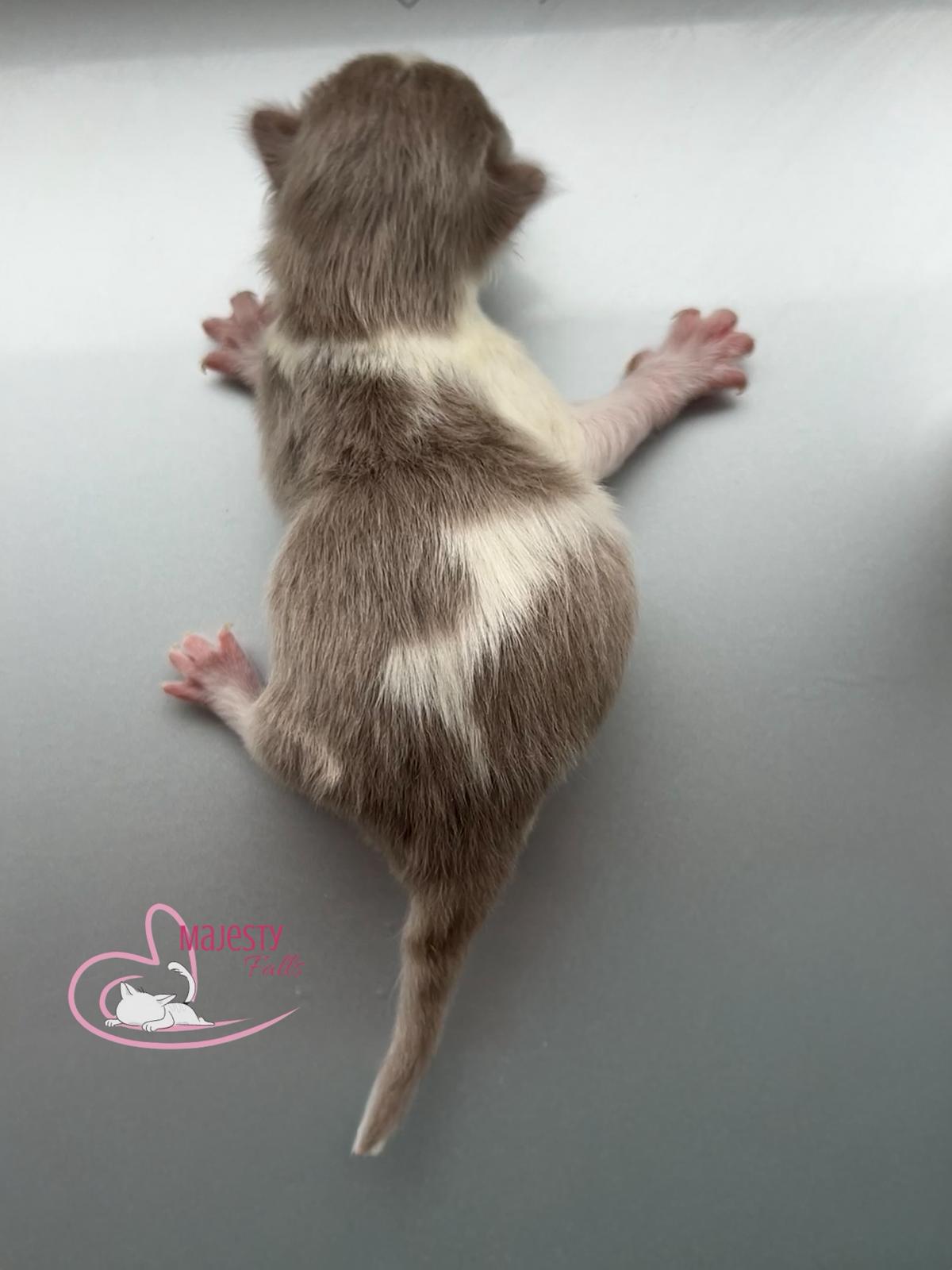  MajestyFalls Britisch Langhaar Katze in lilac golden shell