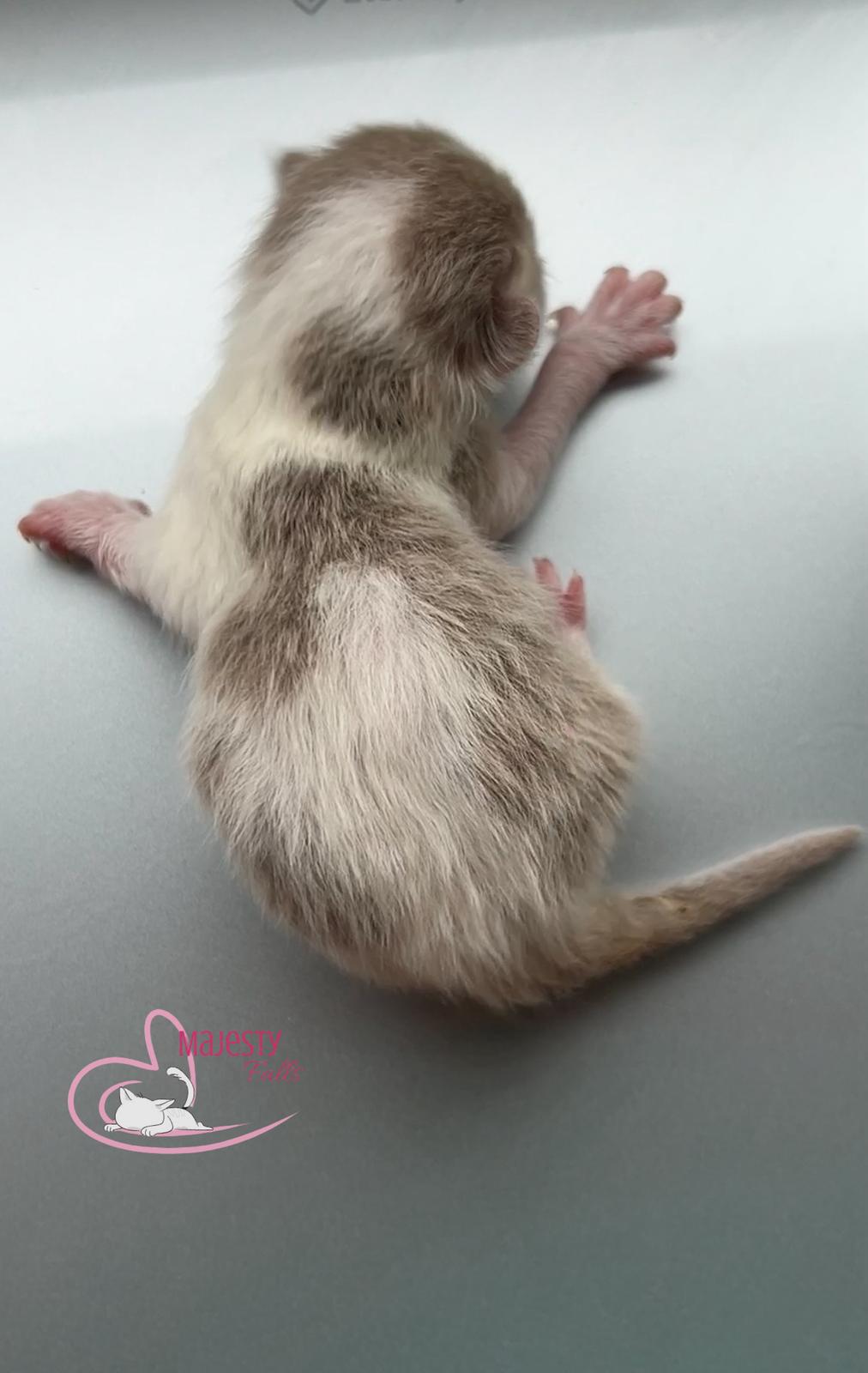  MajestyFalls Britisch Langhaar Katze in lilac golden shell