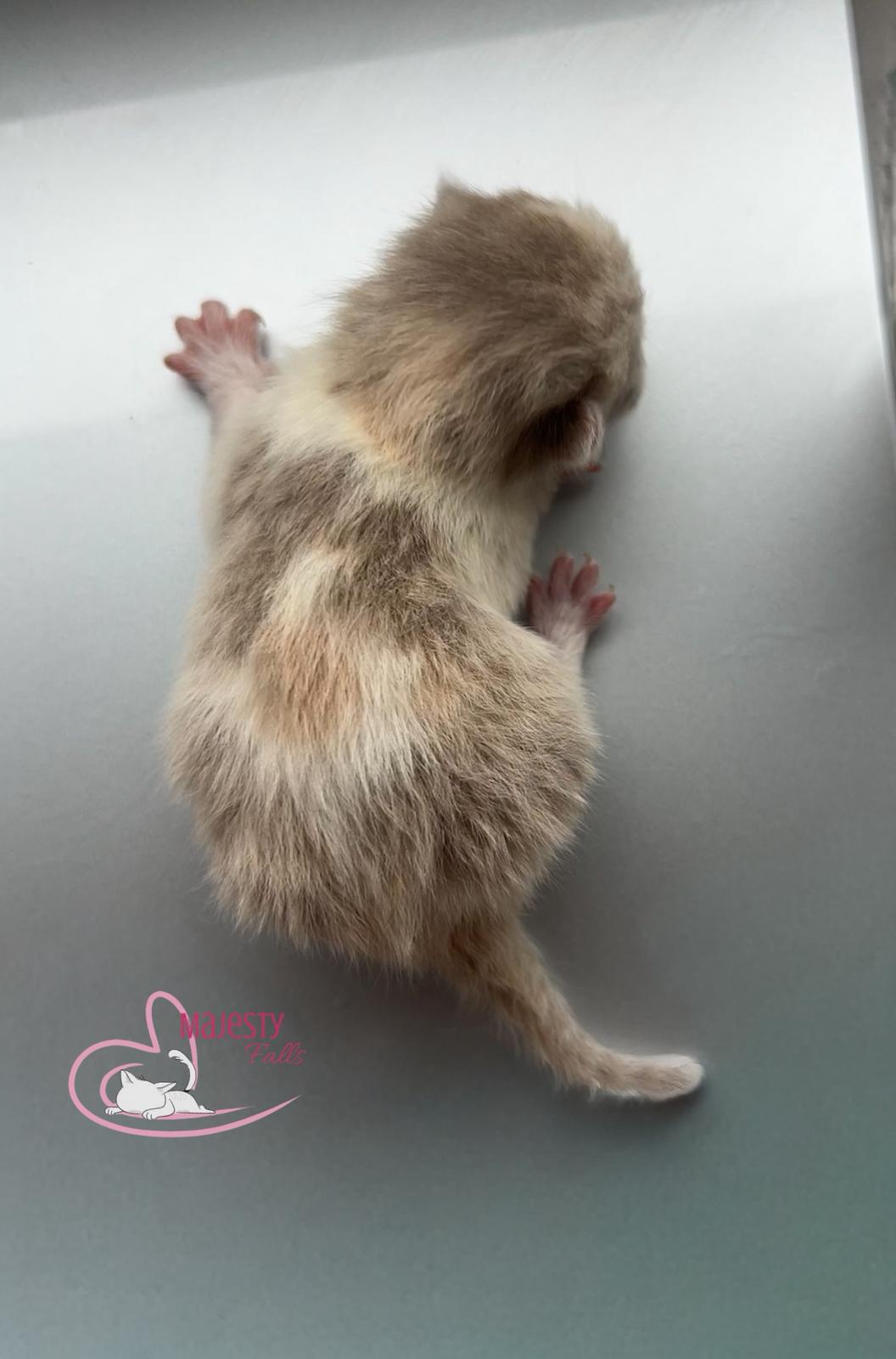  MajestyFalls Britisch Langhaar Katze in lilac golden shell