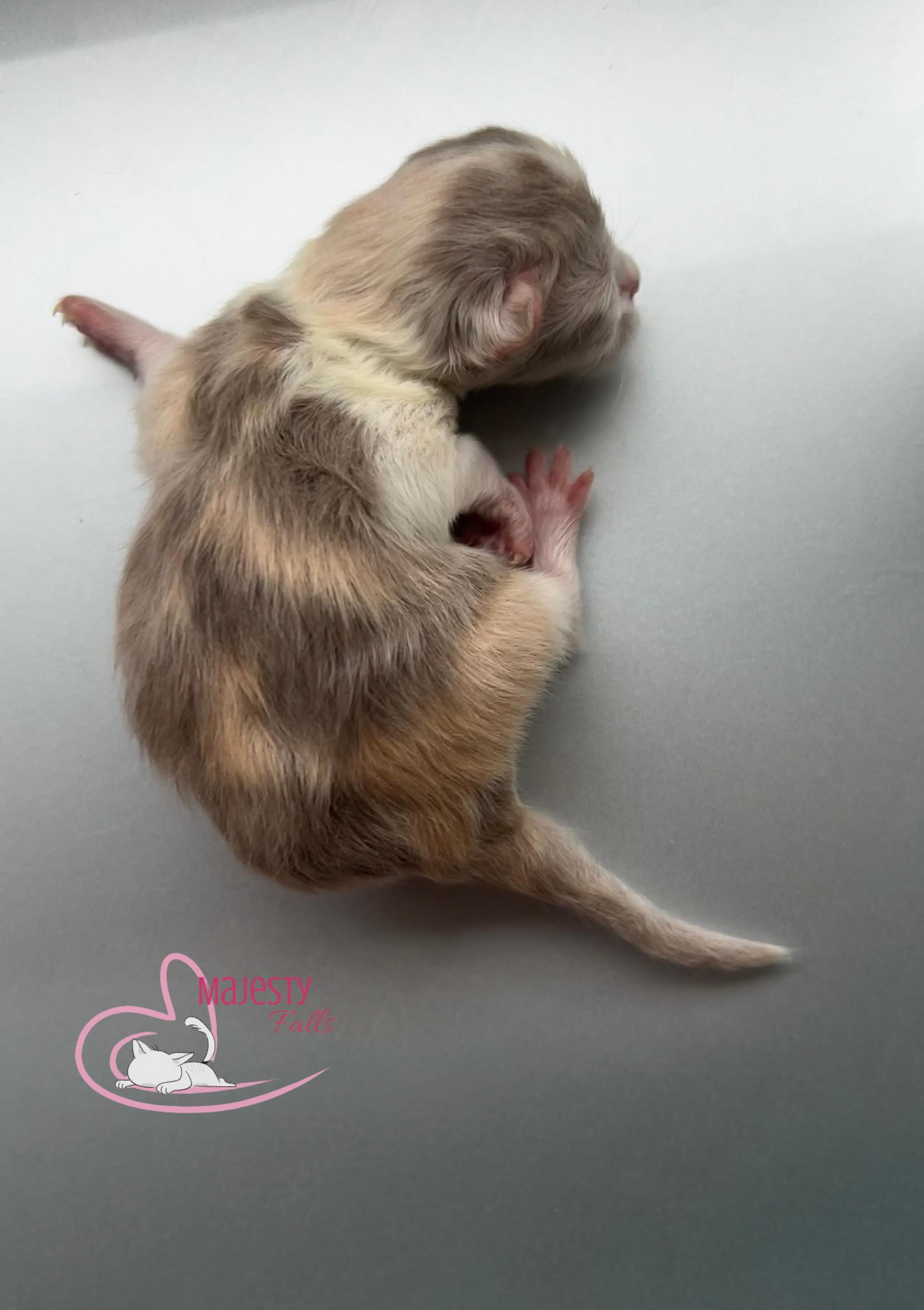  MajestyFalls Britisch Langhaar Katze in lilac golden shell