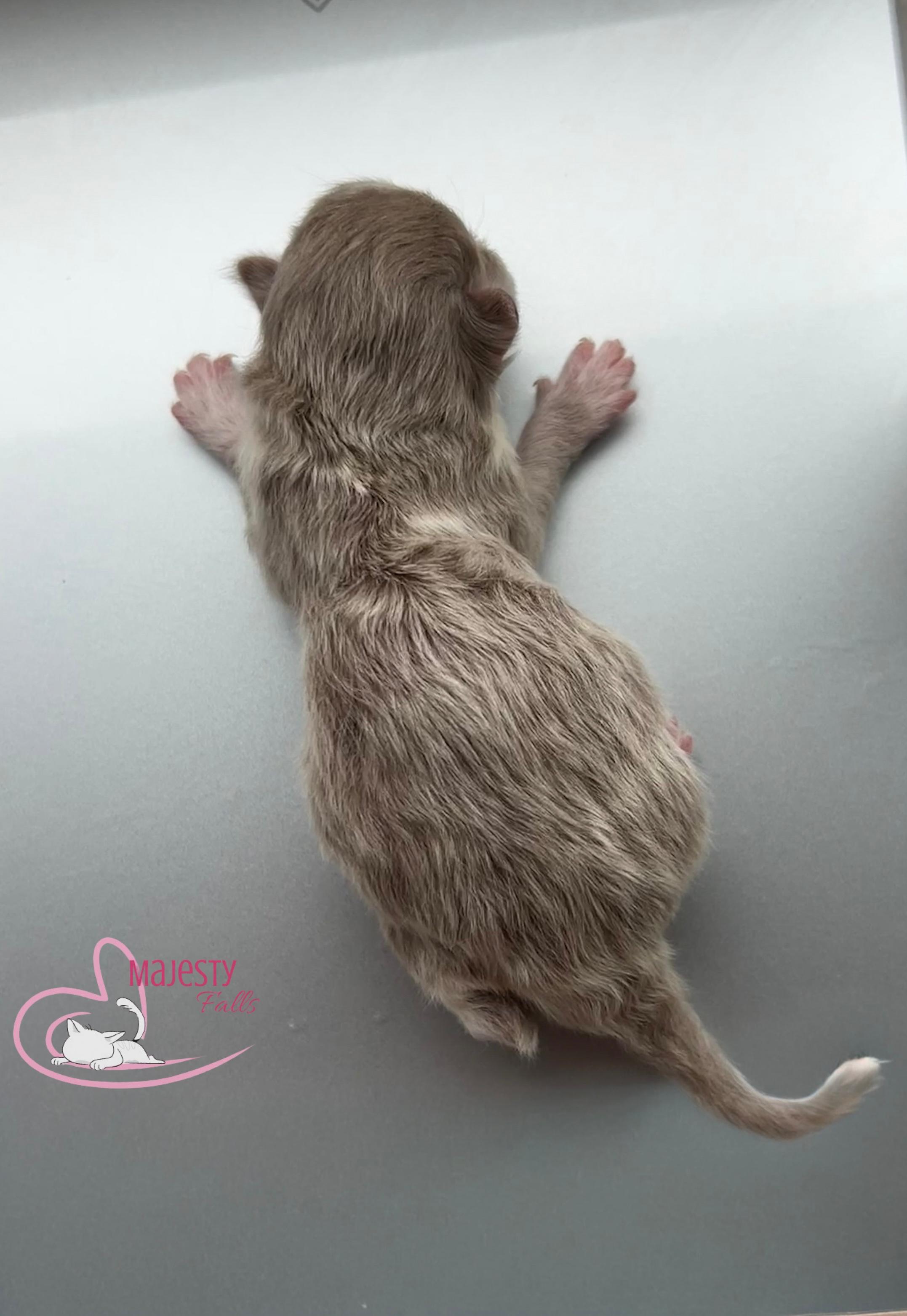  MajestyFalls Britisch Langhaar Katze in lilac golden shell