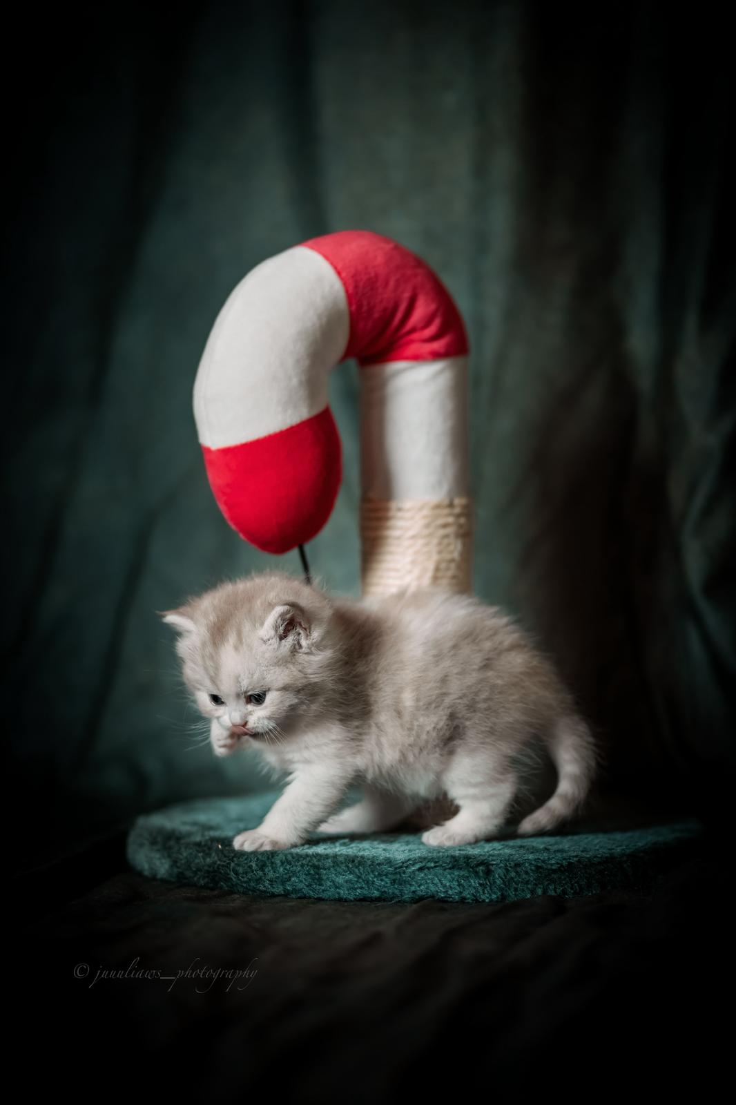 Akeno Miki - BKH Kitten lilac torbie