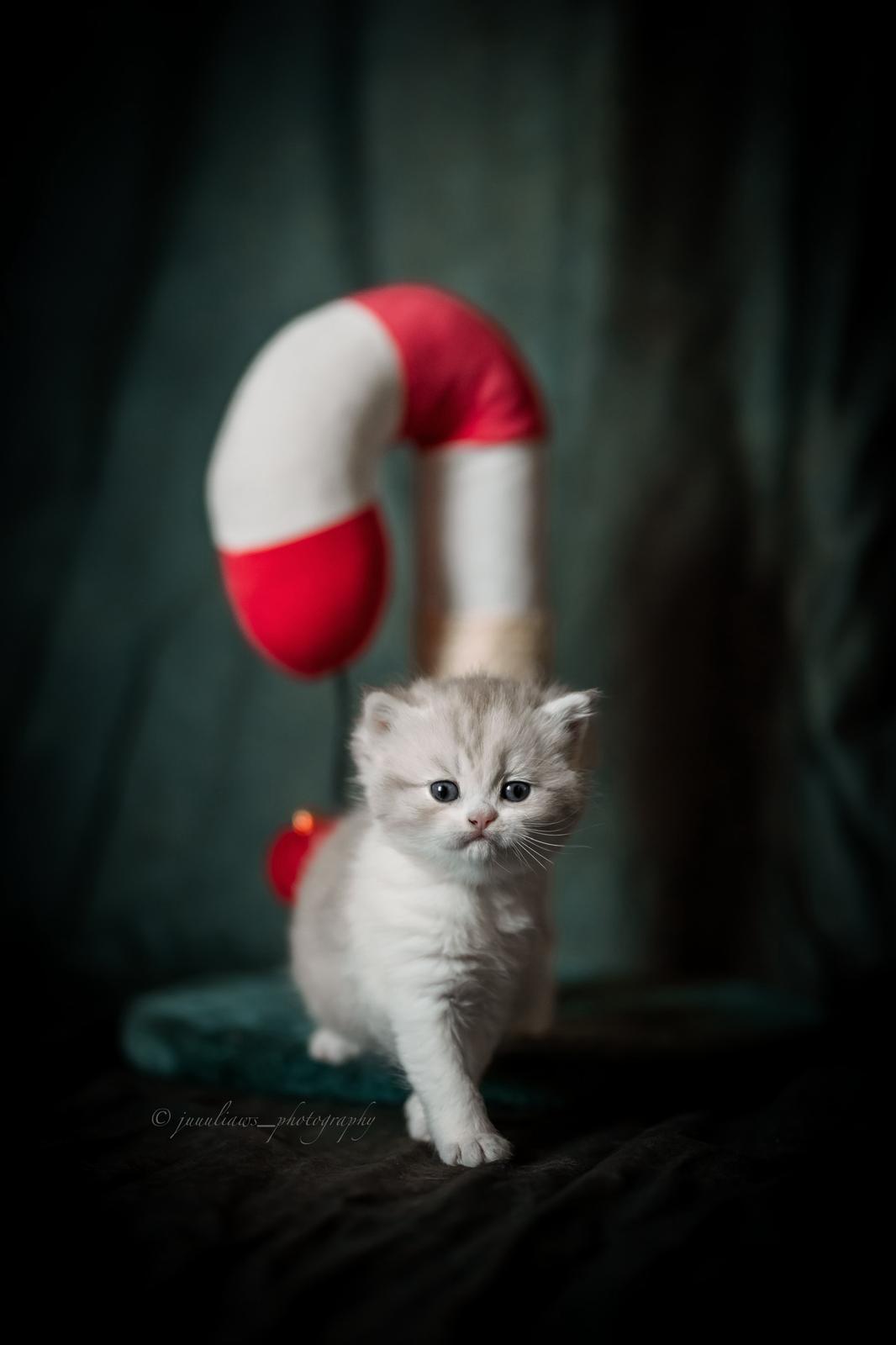 Akeno Miki - BKH Kitten lilac torbie