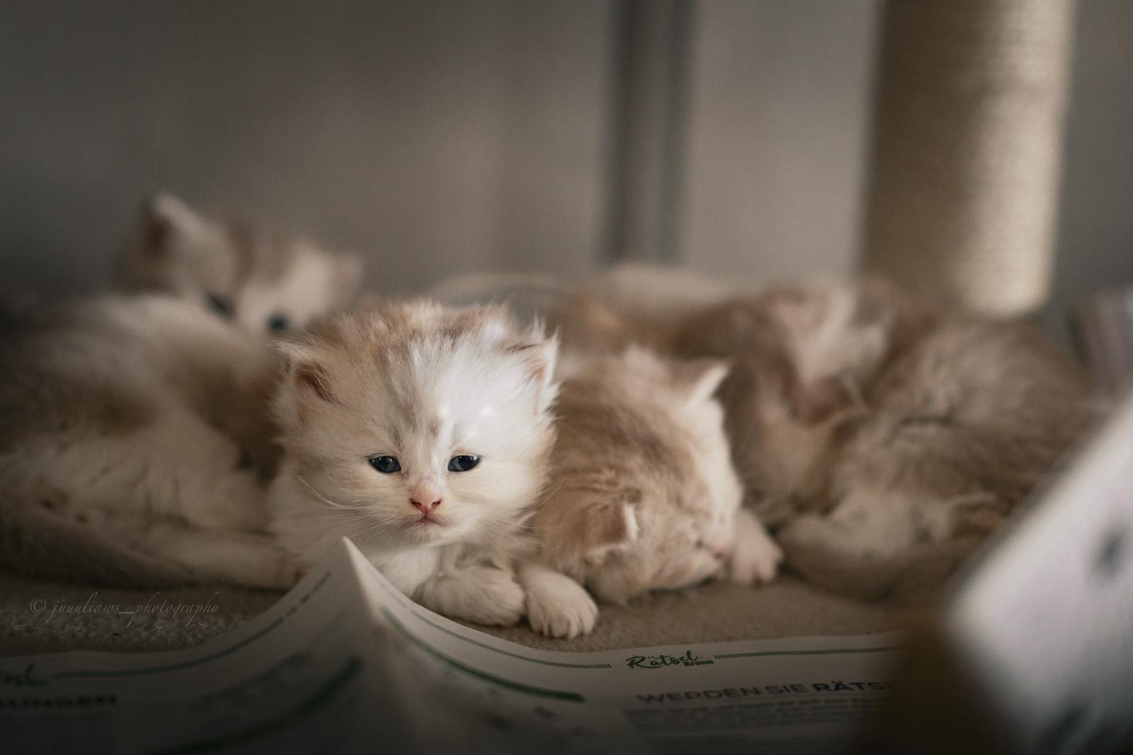 Aktuelle Britisch Langhaar Kitten