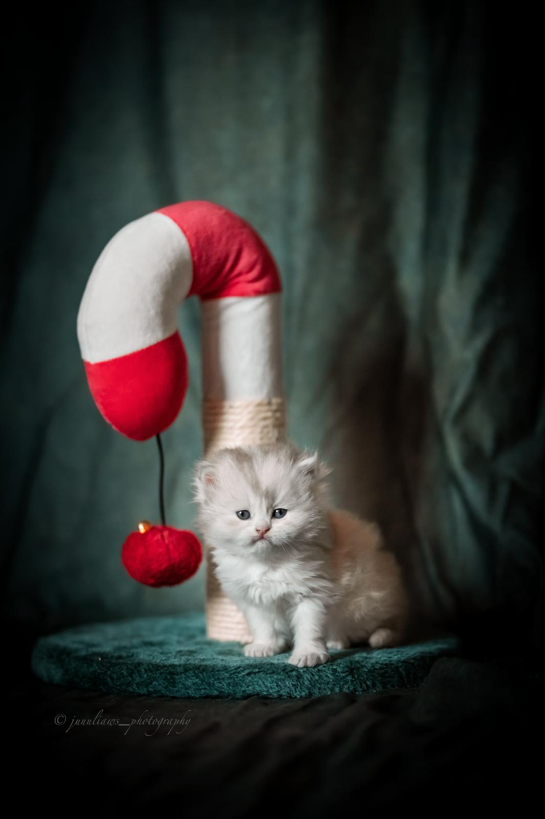 Akizuki Hime - BLH Kitten lilac tortie