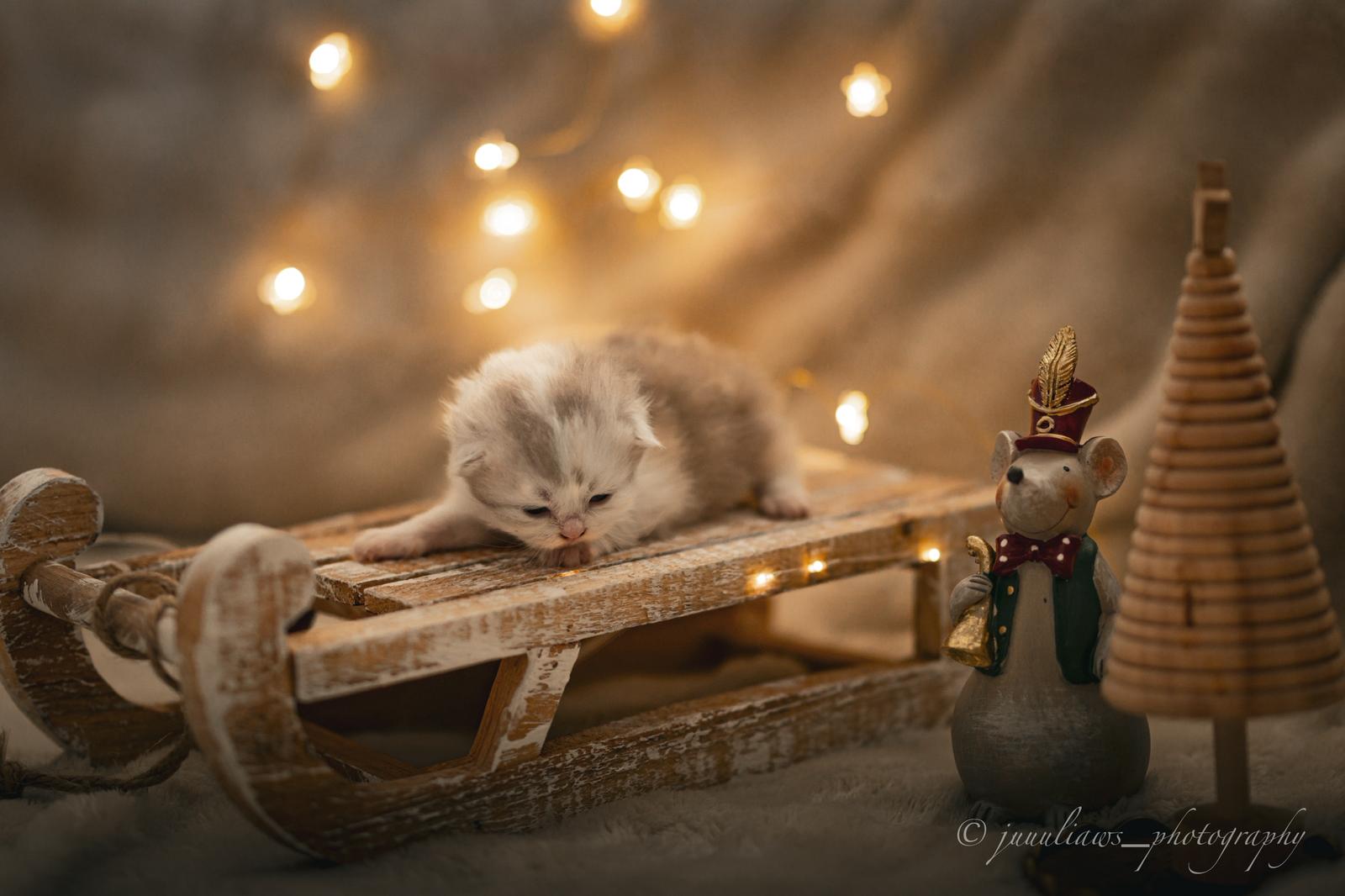 Akizuki Hime - BLH Kitten lilac tortie