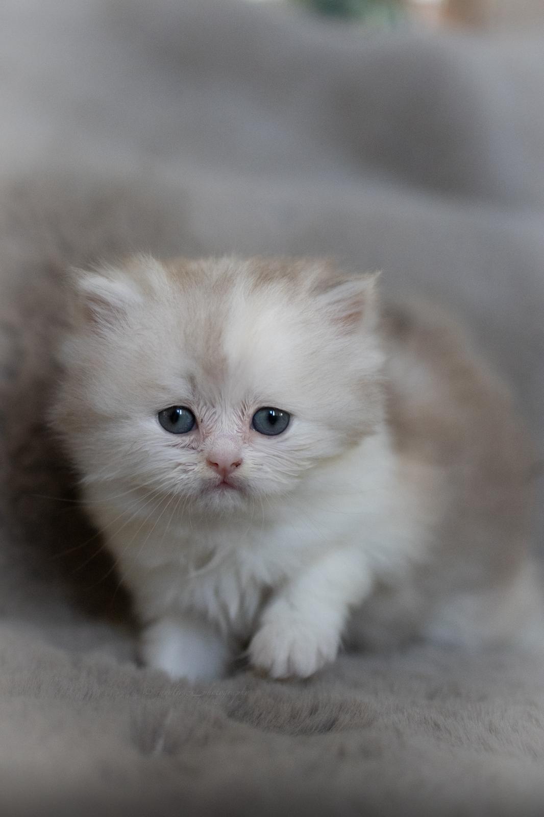 Akizuki Hime - BLH Kitten lilac tortie