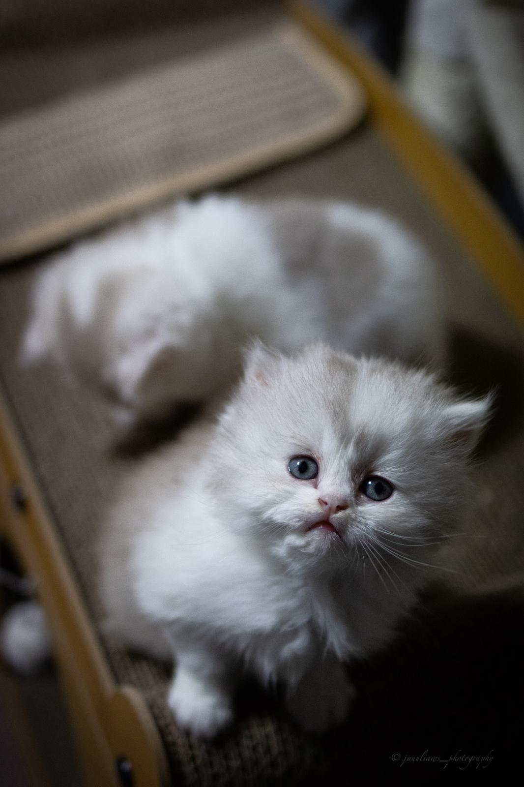 Akizuki Hime - BLH Kitten lilac tortie