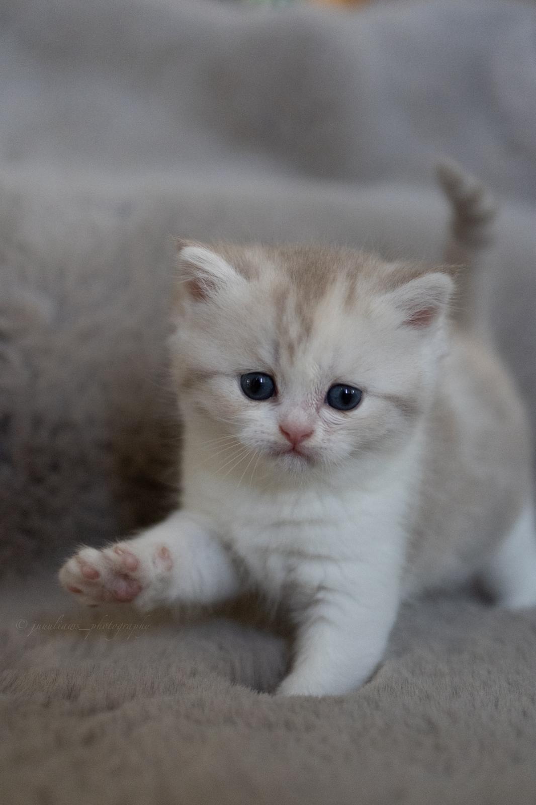 Akeno Miki - BKH Kitten lilac torbie