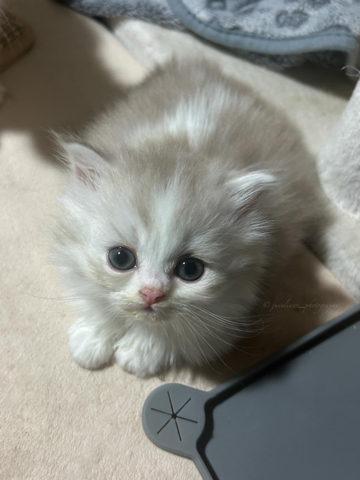 Aiko no Kawa - BLH Kitten lilac bicolor