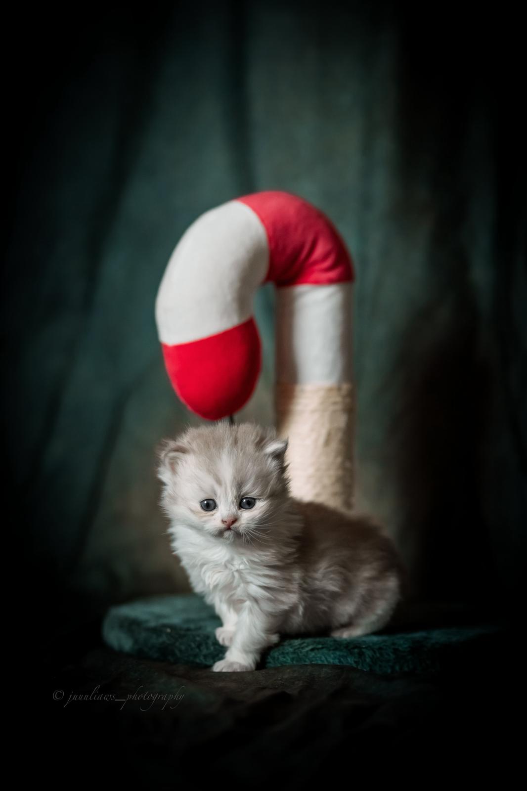 Aiko no Kawa - BLH Kitten lilac bicolor