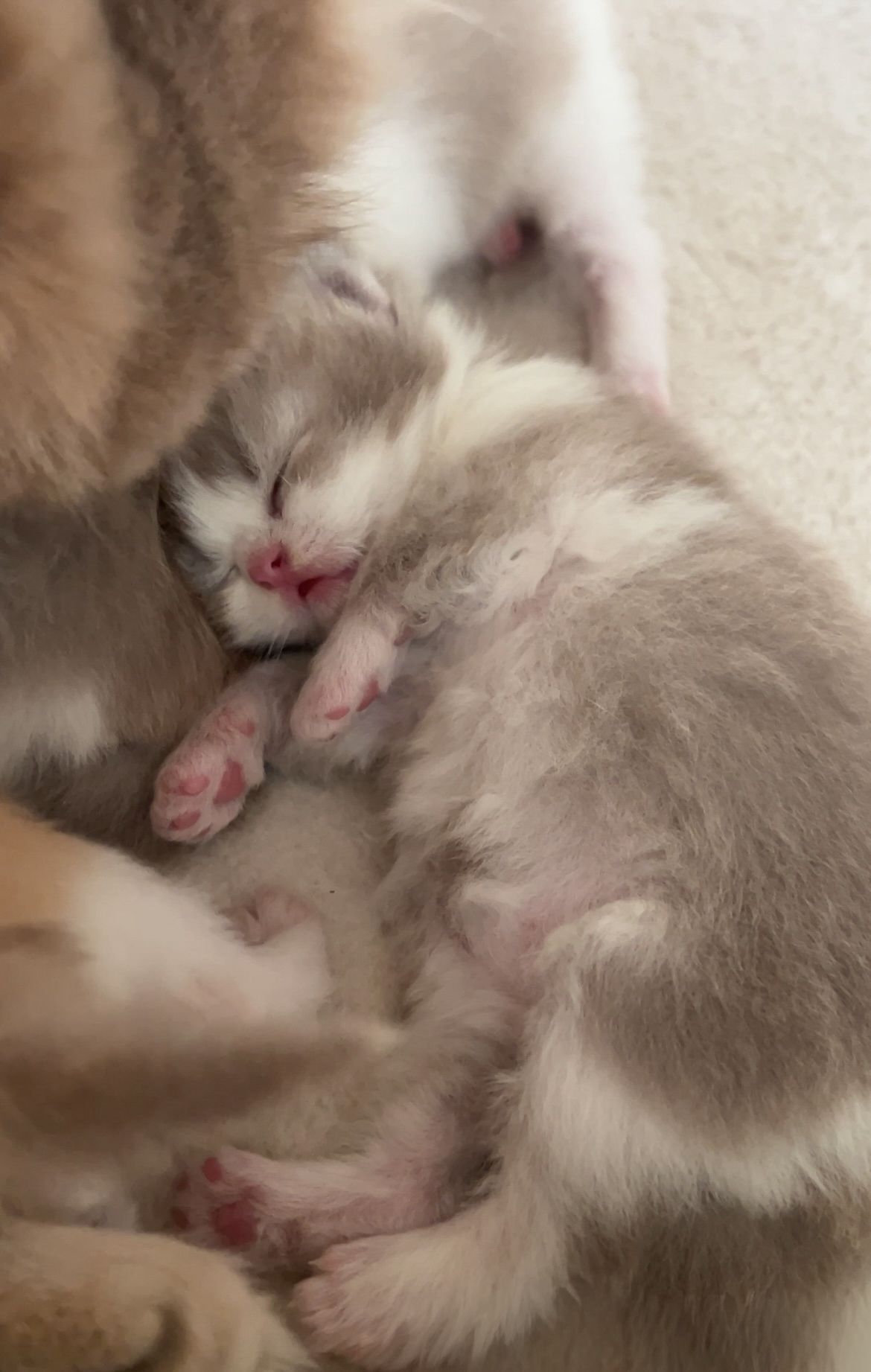Aiko no Kawa - BLH Kitten lilac bicolor
