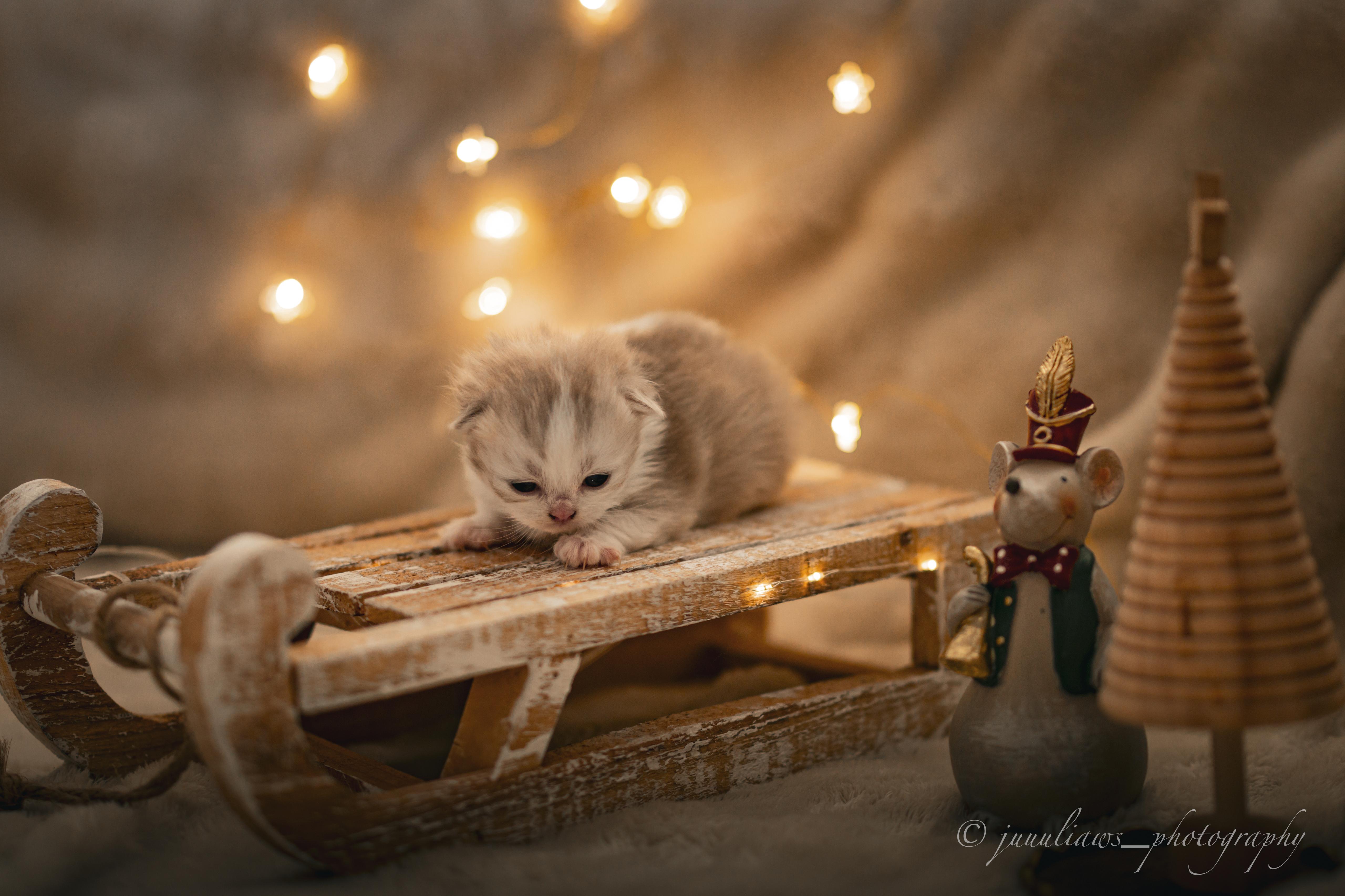 Aiko no Kawa - BLH Kitten lilac bicolor