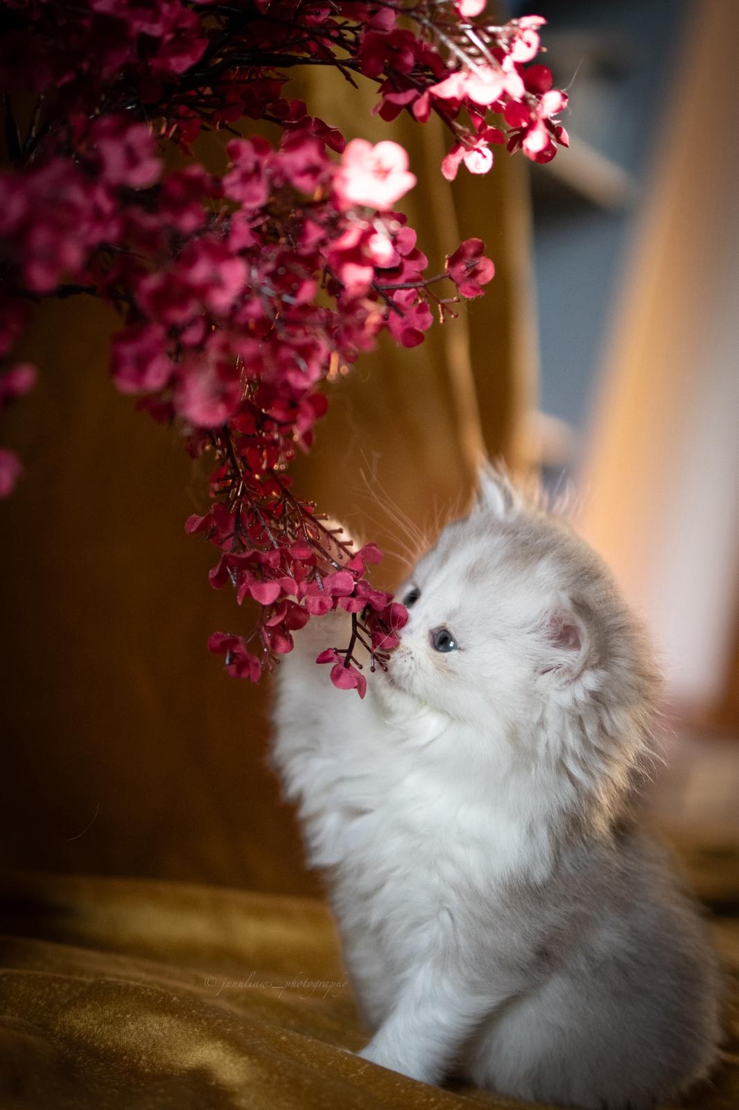 Aiko no Kawa - BLH Kitten lilac bicolor