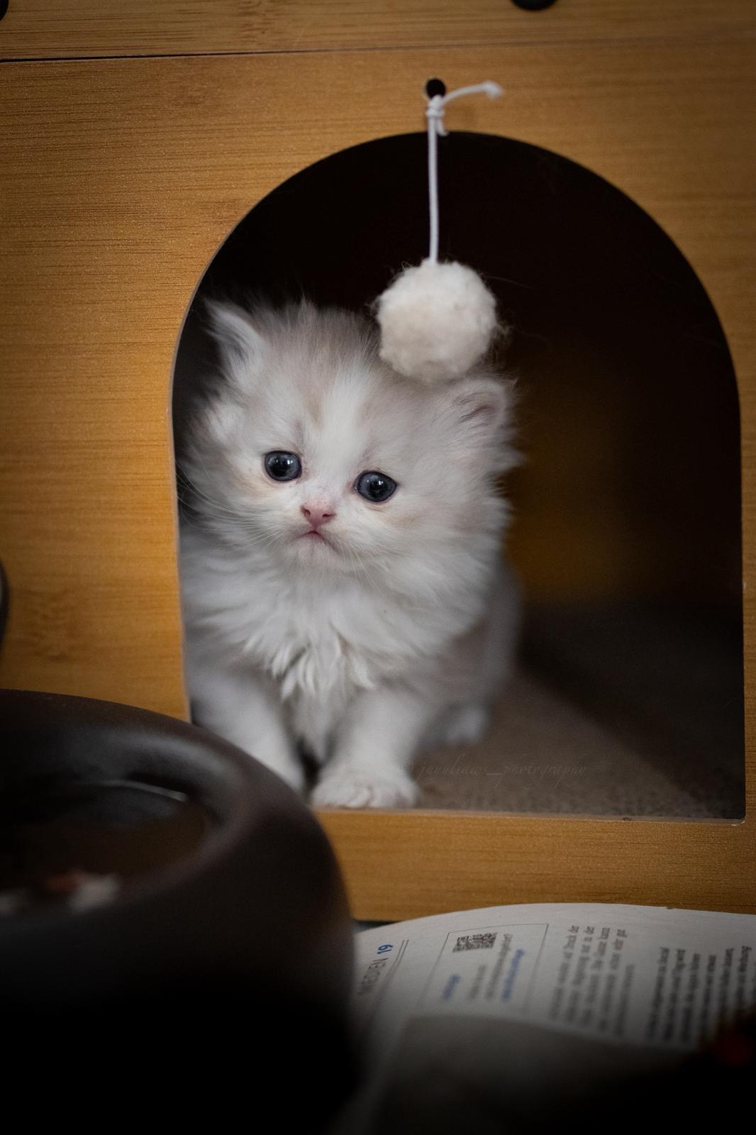 Aiko no Kawa - BLH Kitten lilac bicolor