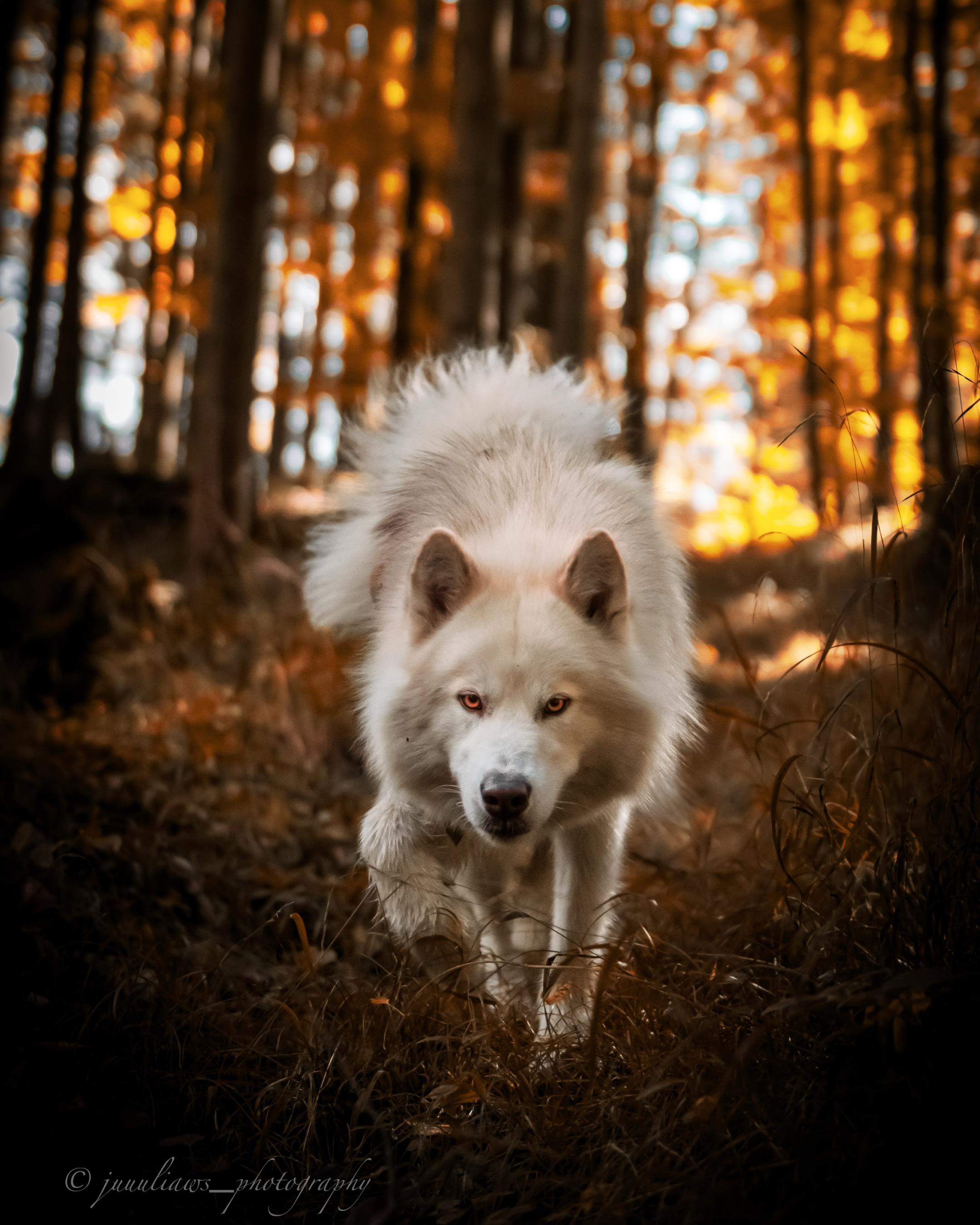 Canadian Inuit Dog Majesty Falls
