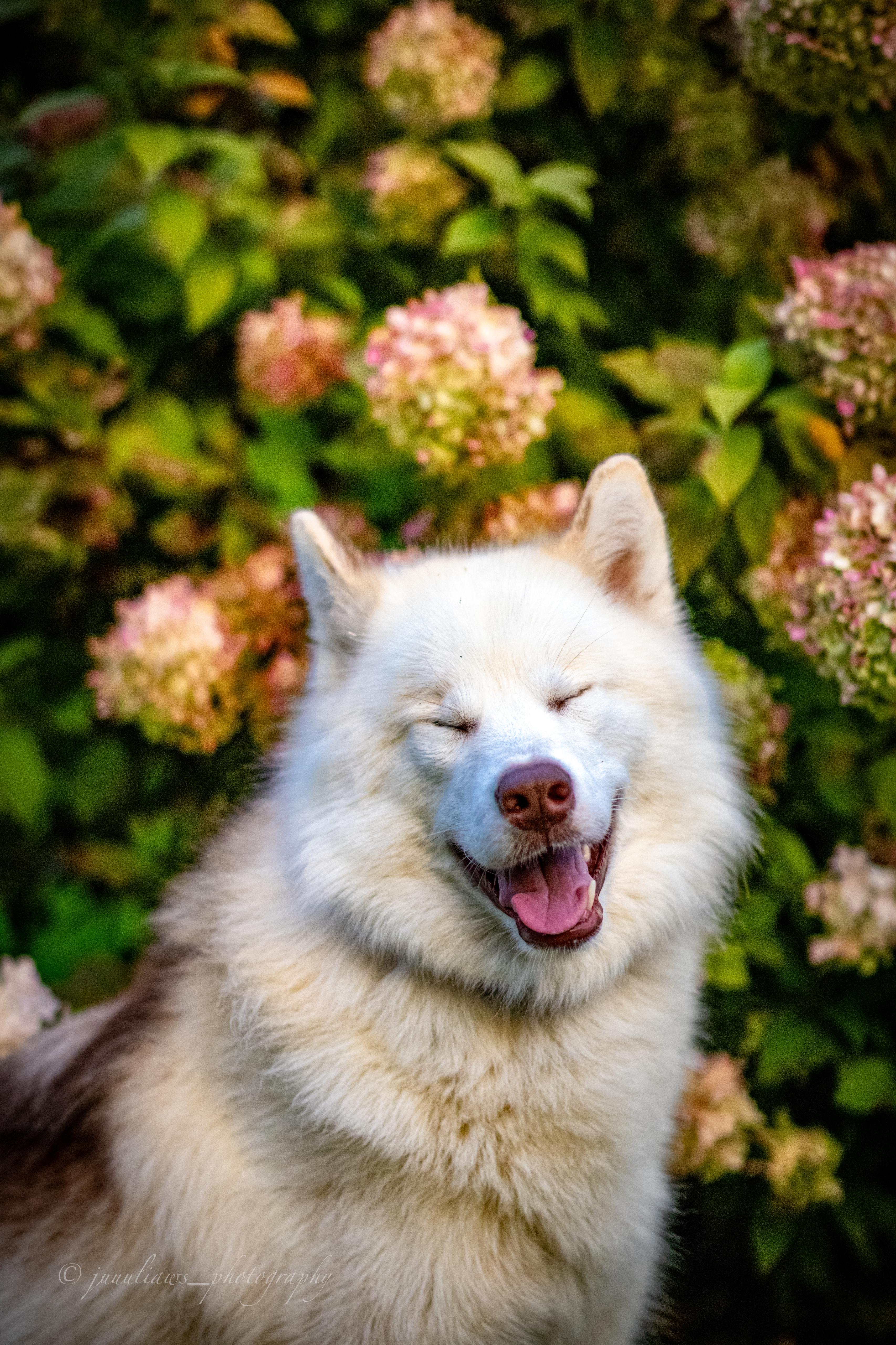 Canadian Inuit Dog Julia Reinhold Fotografie