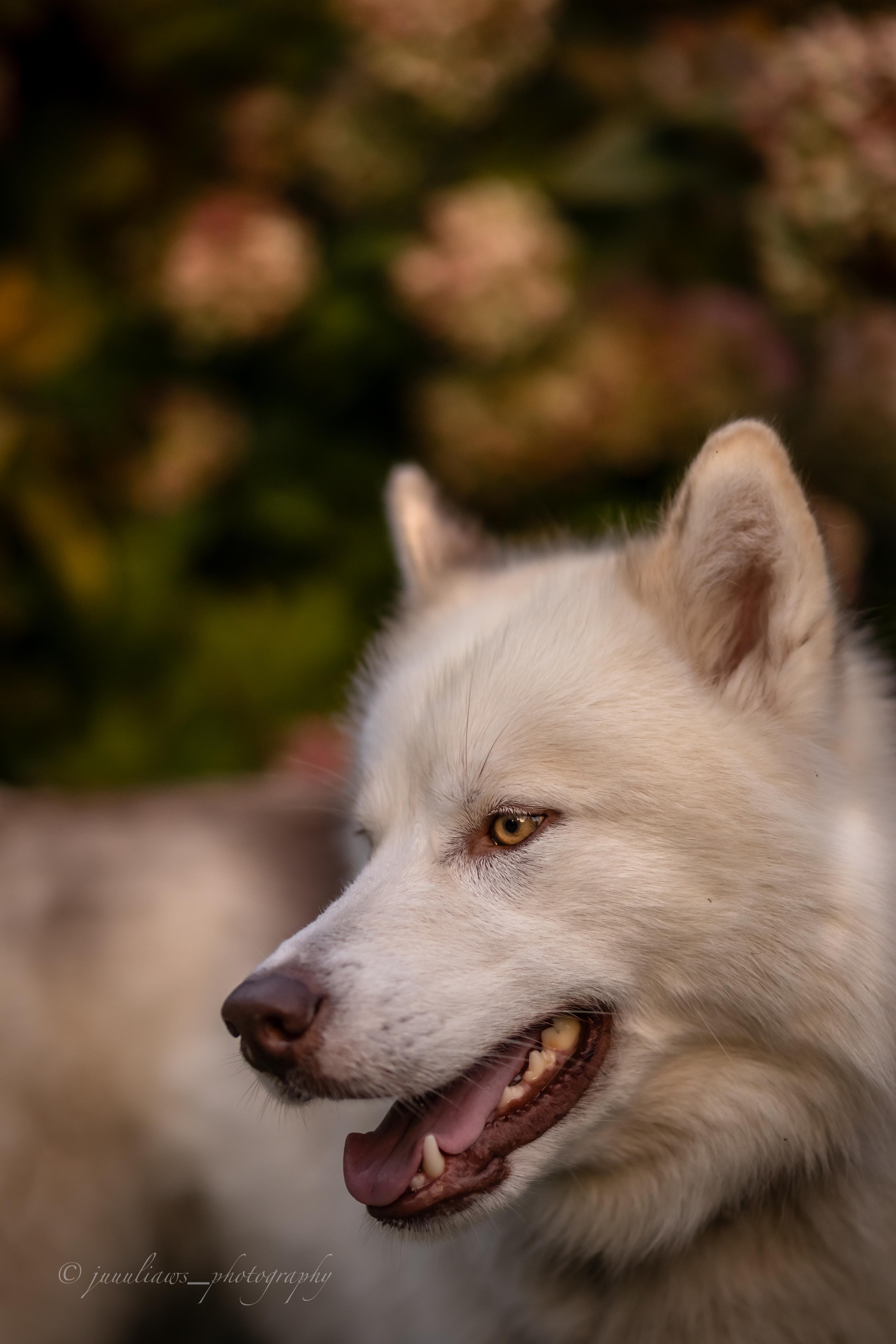Canadian Inuit Dog Julia Reinhold Fotografie