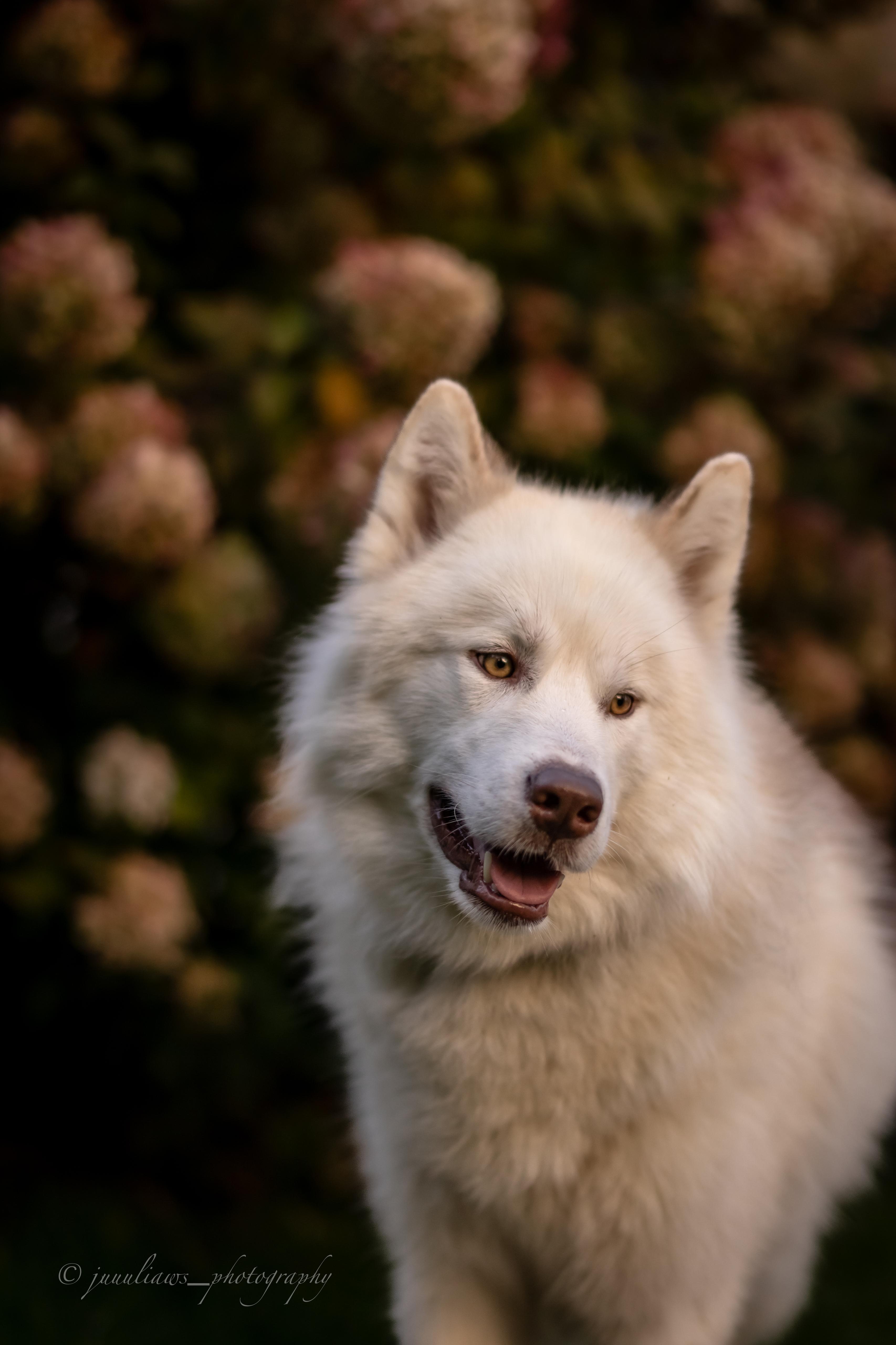 Canadian Inuit Dog Julia Reinhold Fotografie