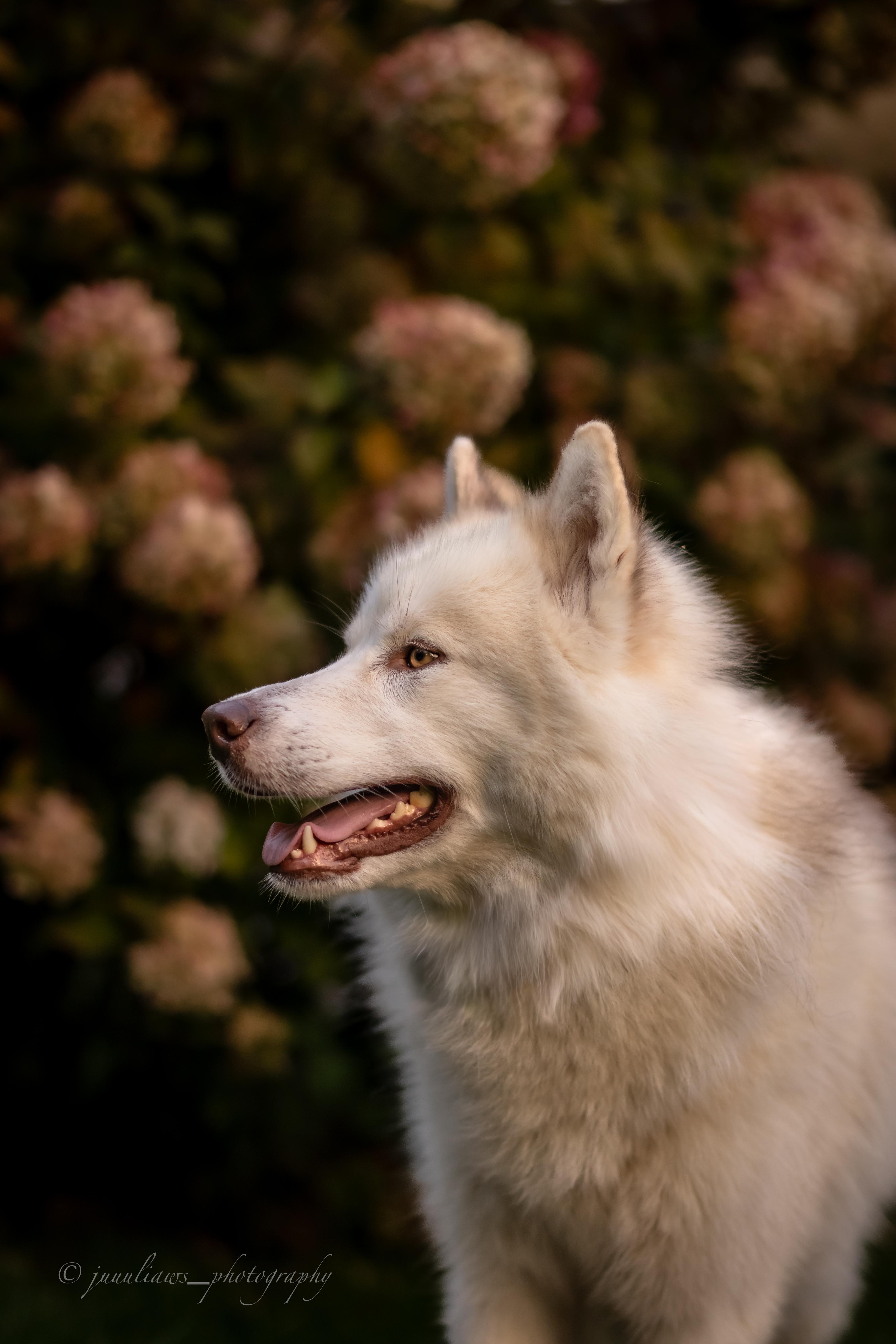 Canadian Inuit Dog Julia Reinhold Fotografie