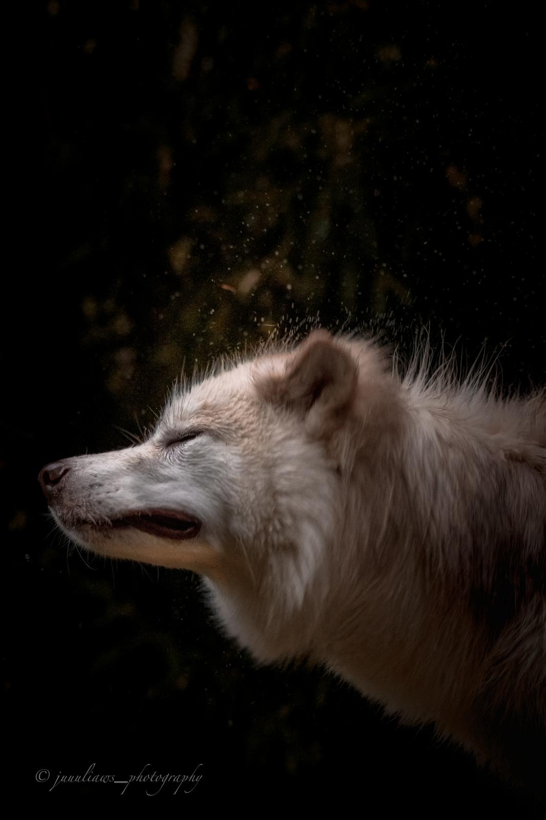 Canadian Inuit Dog Julia Reinhold Fotografie