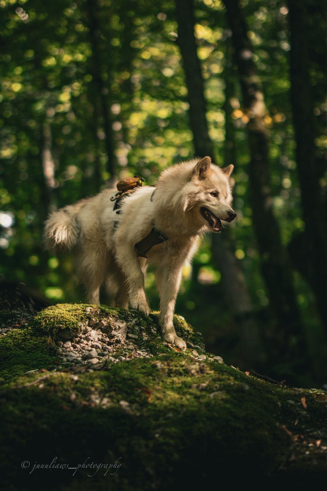 Canadian Inuit Dog Julia Reinhold Fotografie