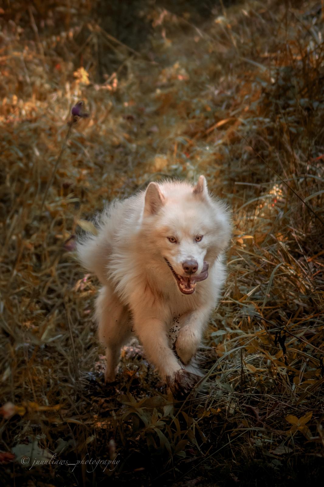 Canadian Inuit Dog Julia Reinhold Fotografie
