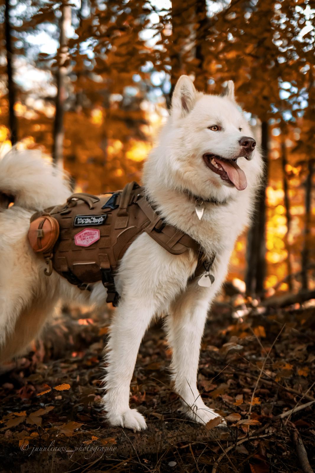 Canadian Inuit Dog Julia Reinhold Fotografie