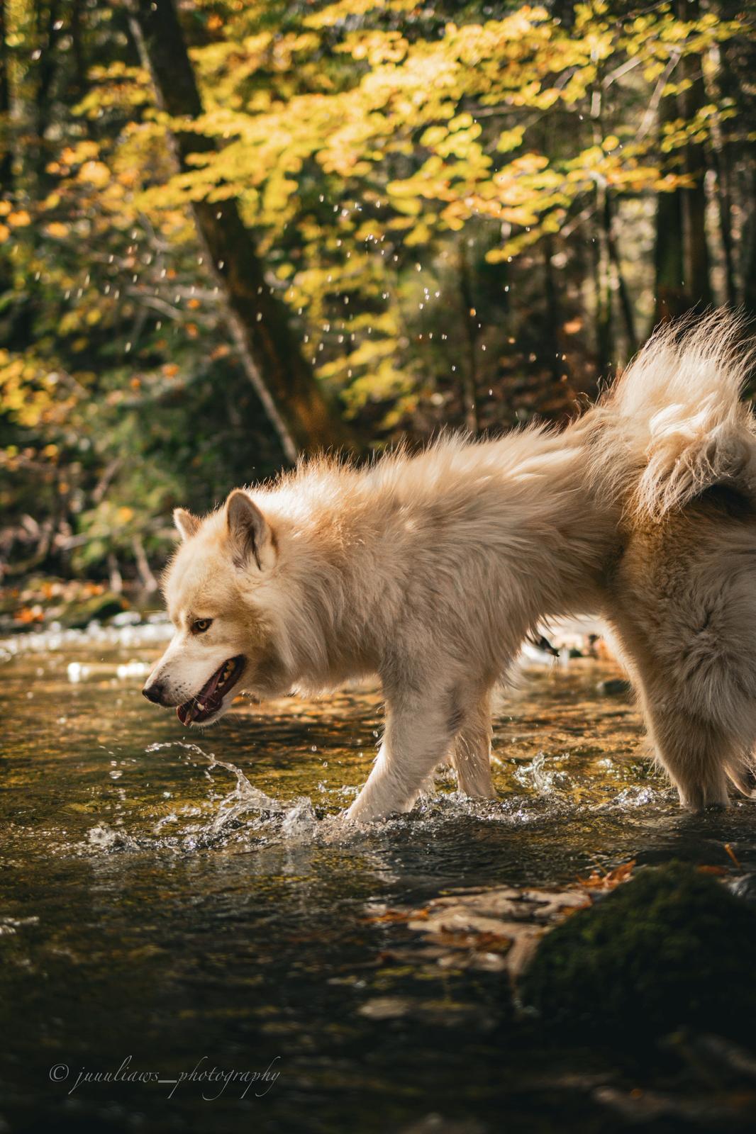 Canadian Inuit Dog Julia Reinhold Fotografie
