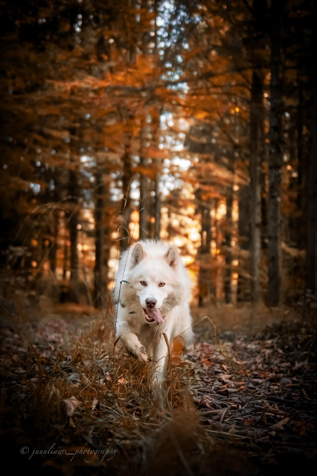 Canadian Inuit Dog Julia Reinhold Fotografie