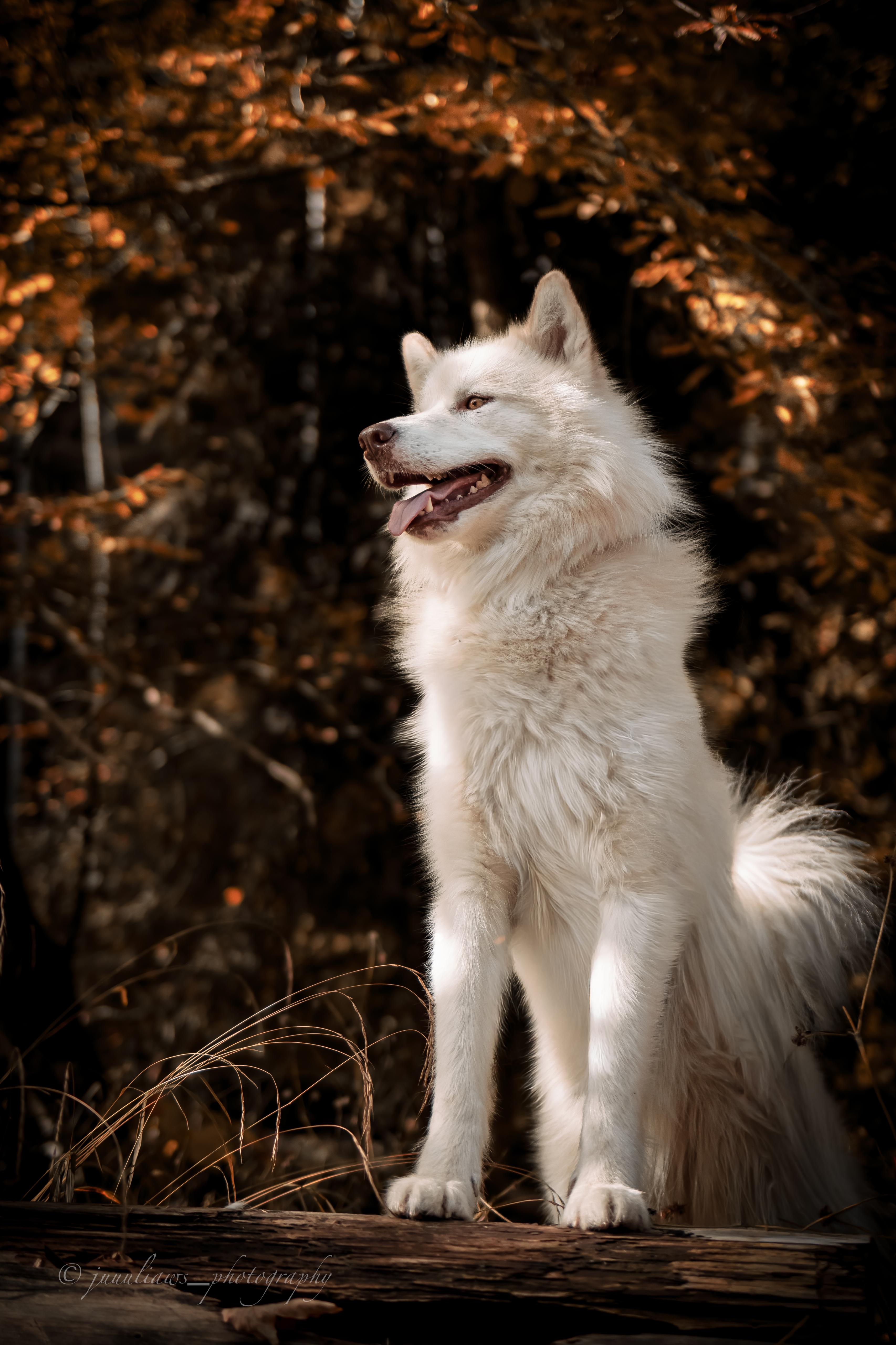 Canadian Inuit Dog Julia Reinhold Fotografie
