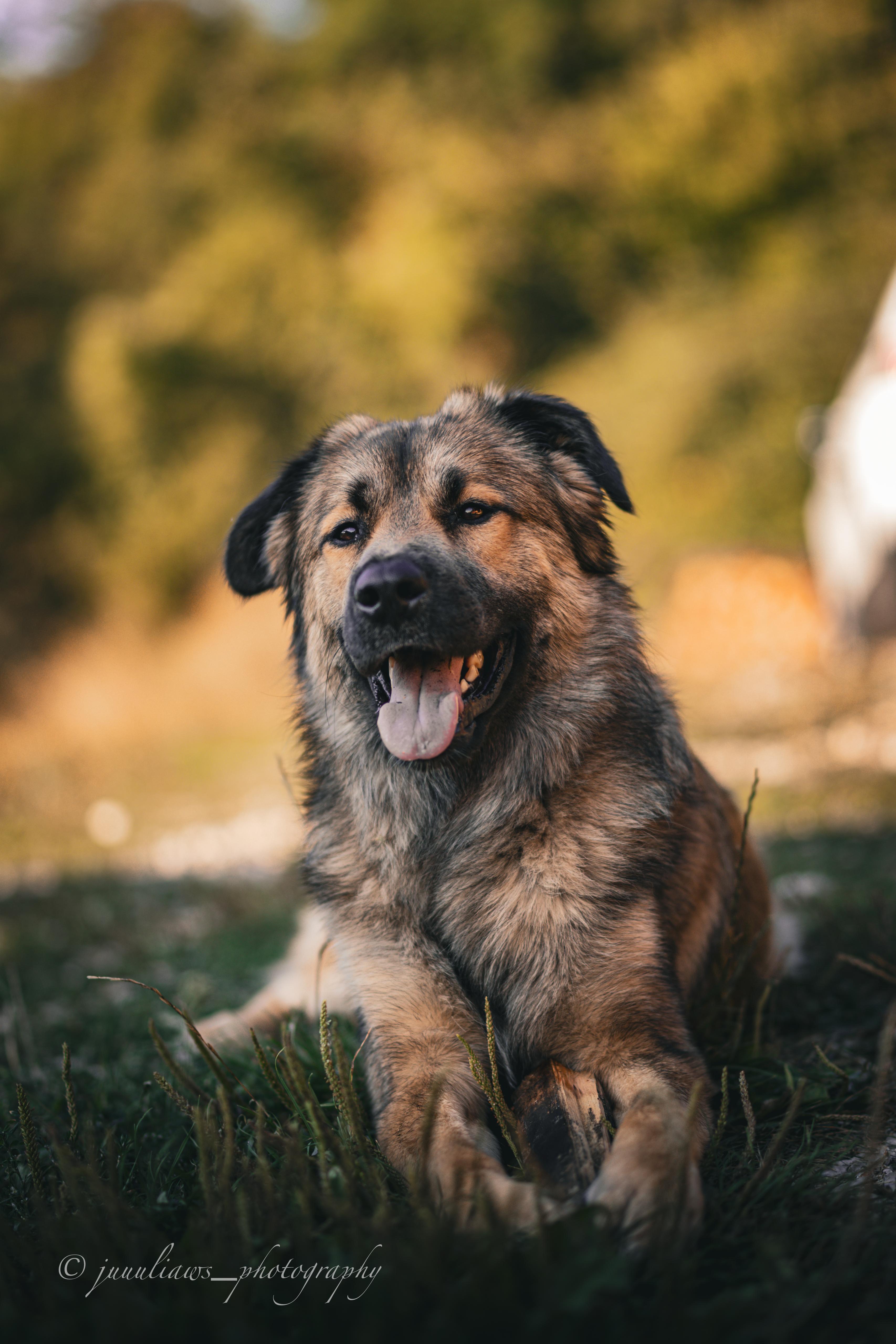 Herdenschutzhund-Mix Rumänien