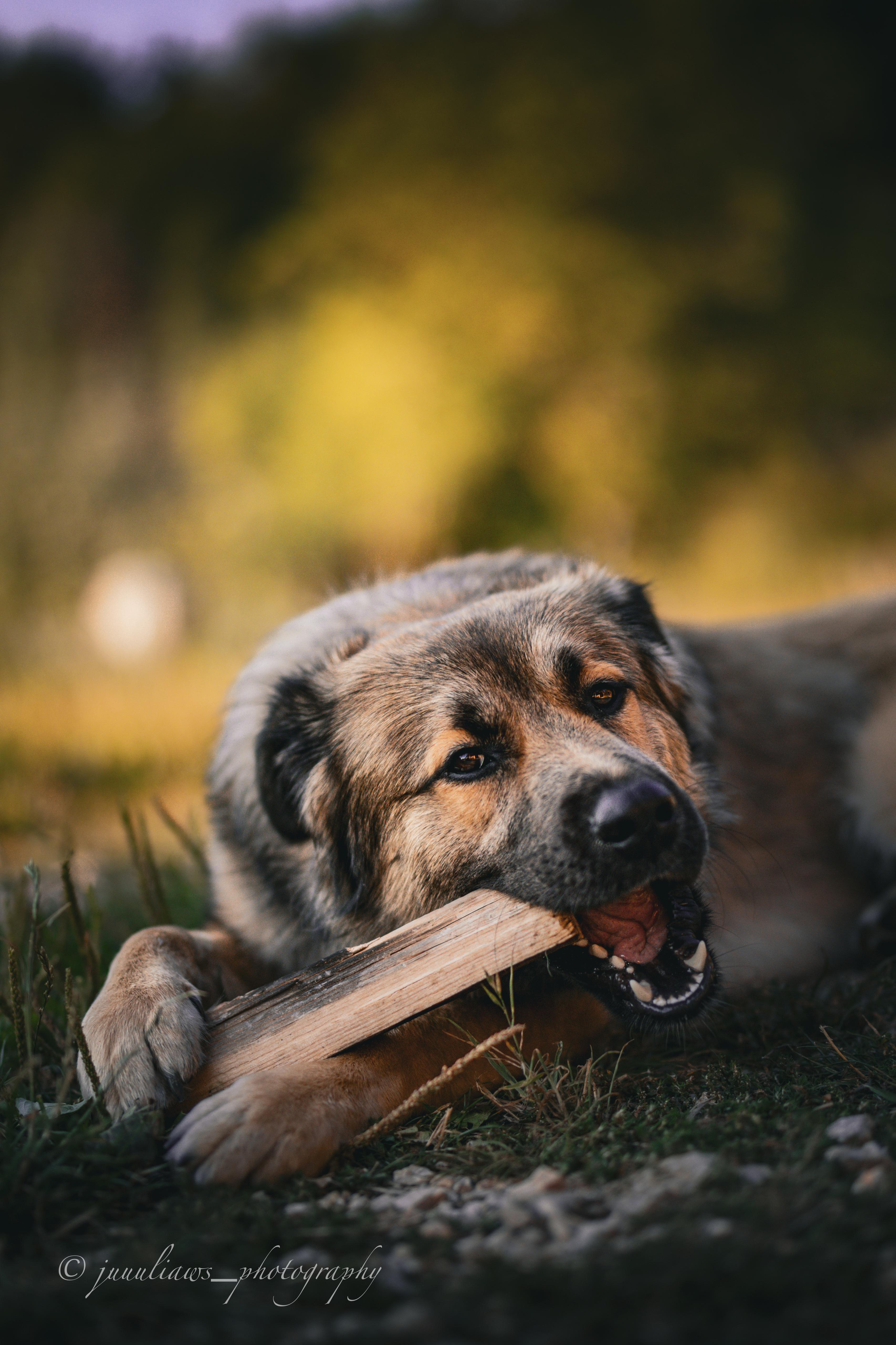 Herdenschutzhund-Mix MajestyFalls Katzenzucht Juliaaws_Photography