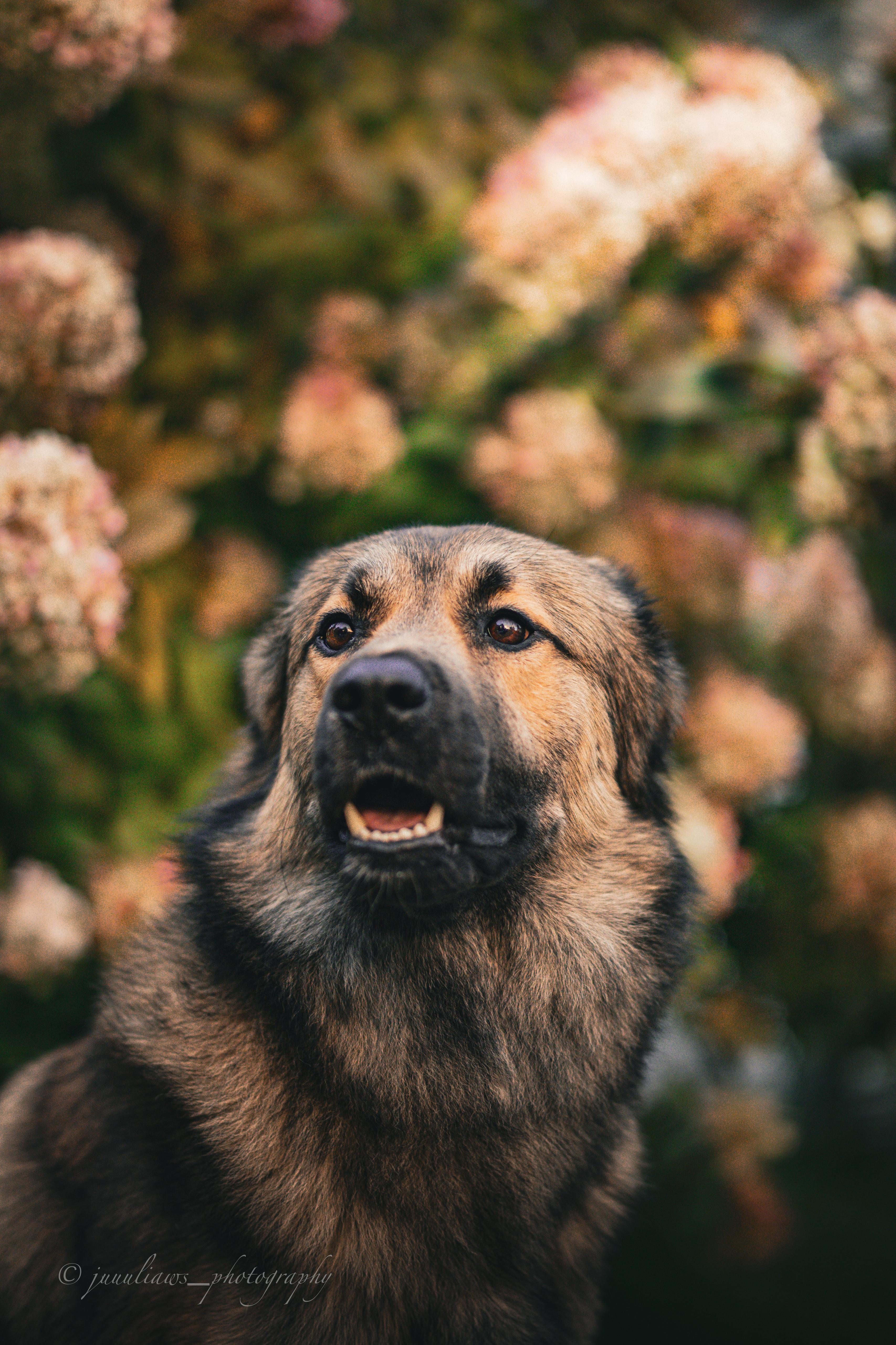 Herdenschutzhund-Mix MajestyFalls Katzenzucht Juliaaws_Photography