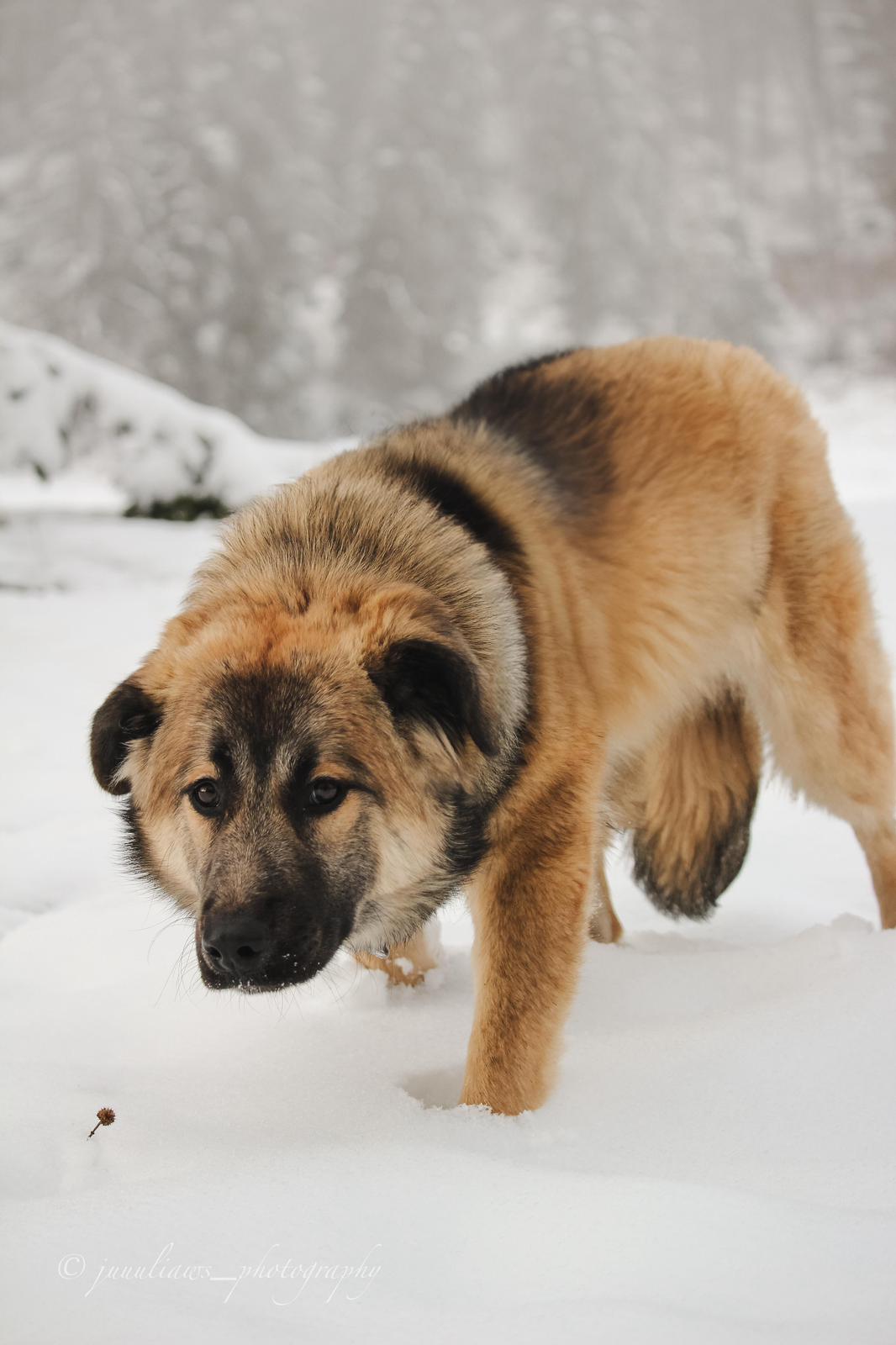 Herdenschutzhund-Mix MajestyFalls Katzenzucht Juliaaws_Photography