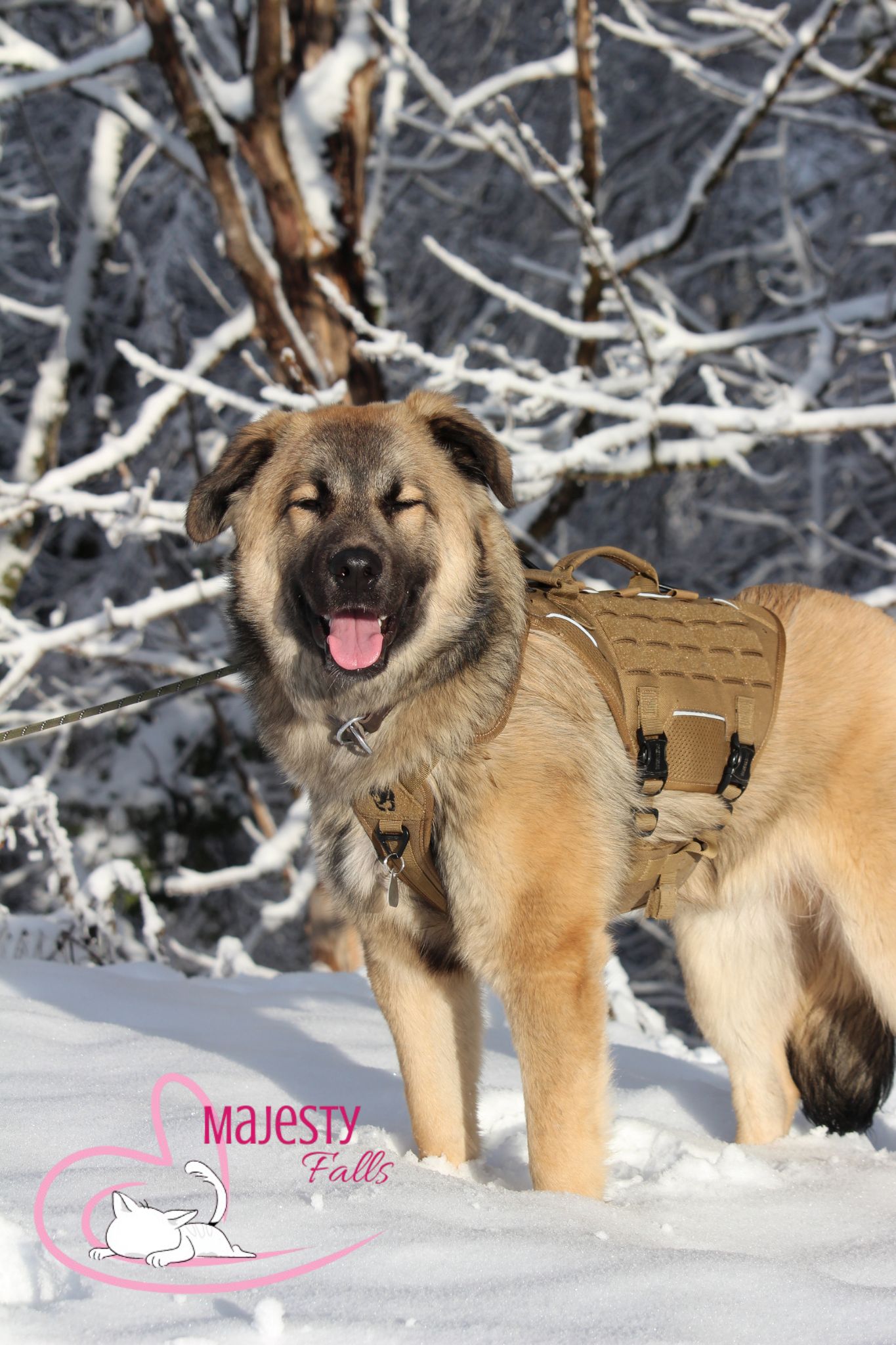 Herdenschutzhund-Mix MajestyFalls Katzenzucht Juliaaws_Photography