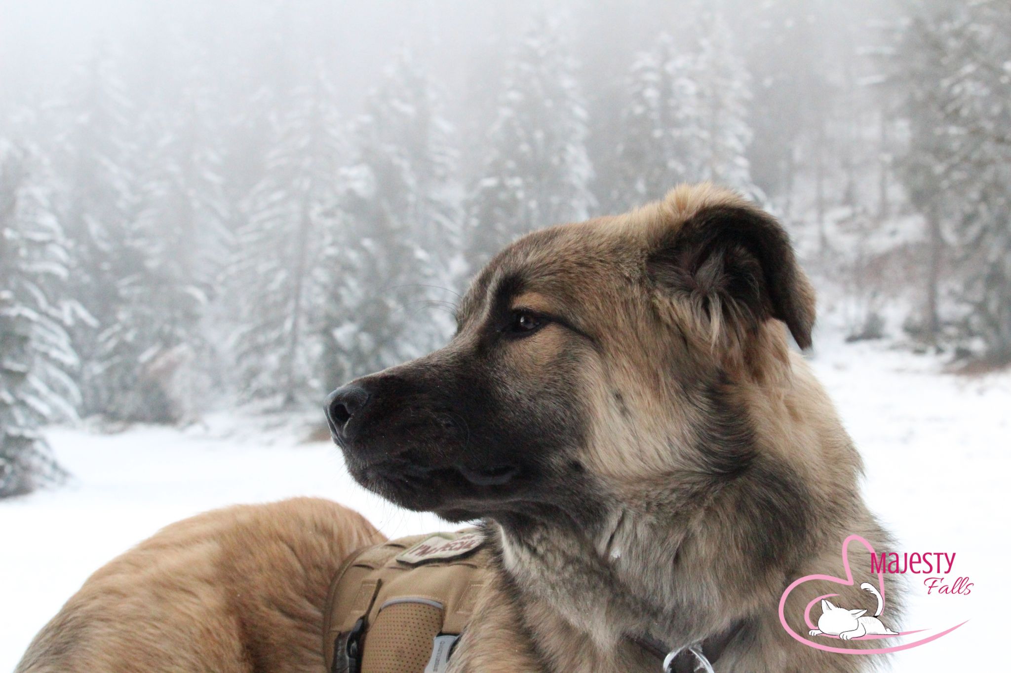 Herdenschutzhund-Mix Rumänien