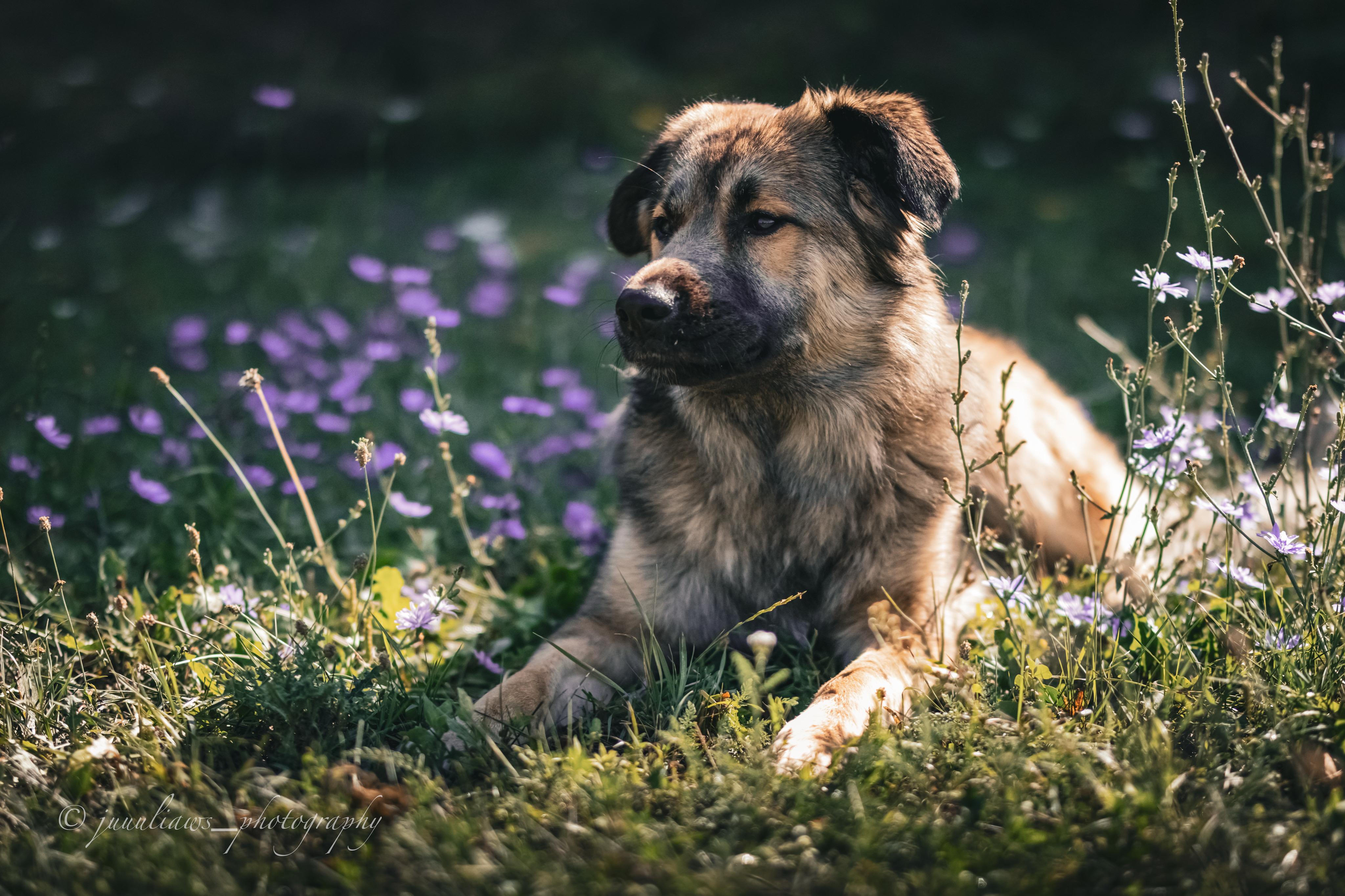 Herdenschutzhund-Mix MajestyFalls Katzenzucht Juliaaws_Photography