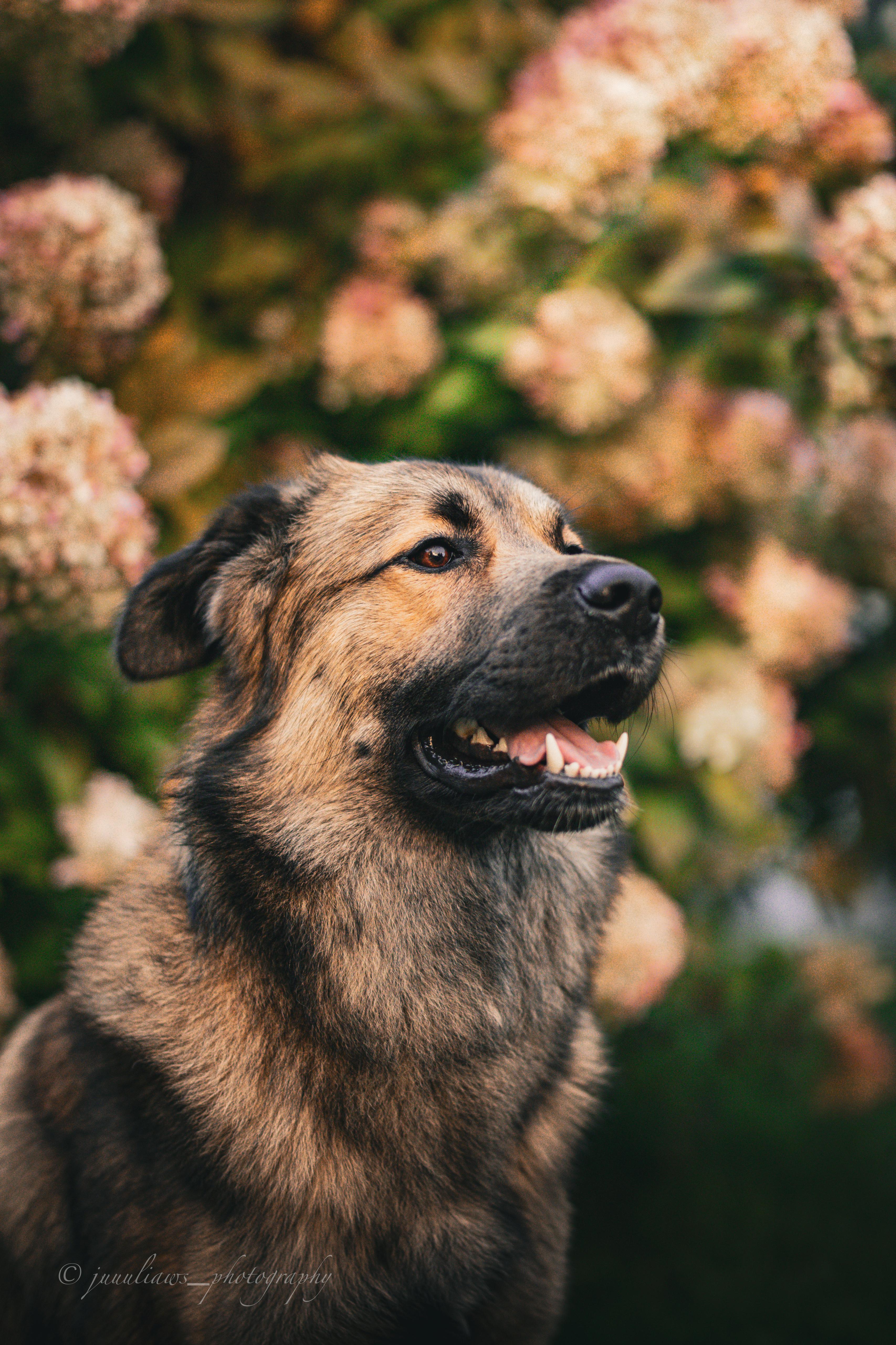 Herdenschutzhund-Mix MajestyFalls Katzenzucht Juliaaws_Photography