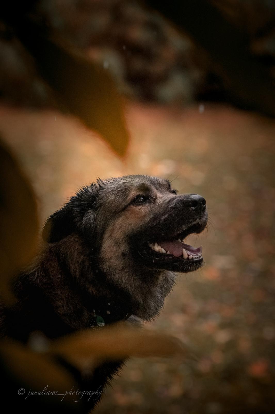 Herdenschutzhund-Mix MajestyFalls Katzenzucht Juliaaws_Photography