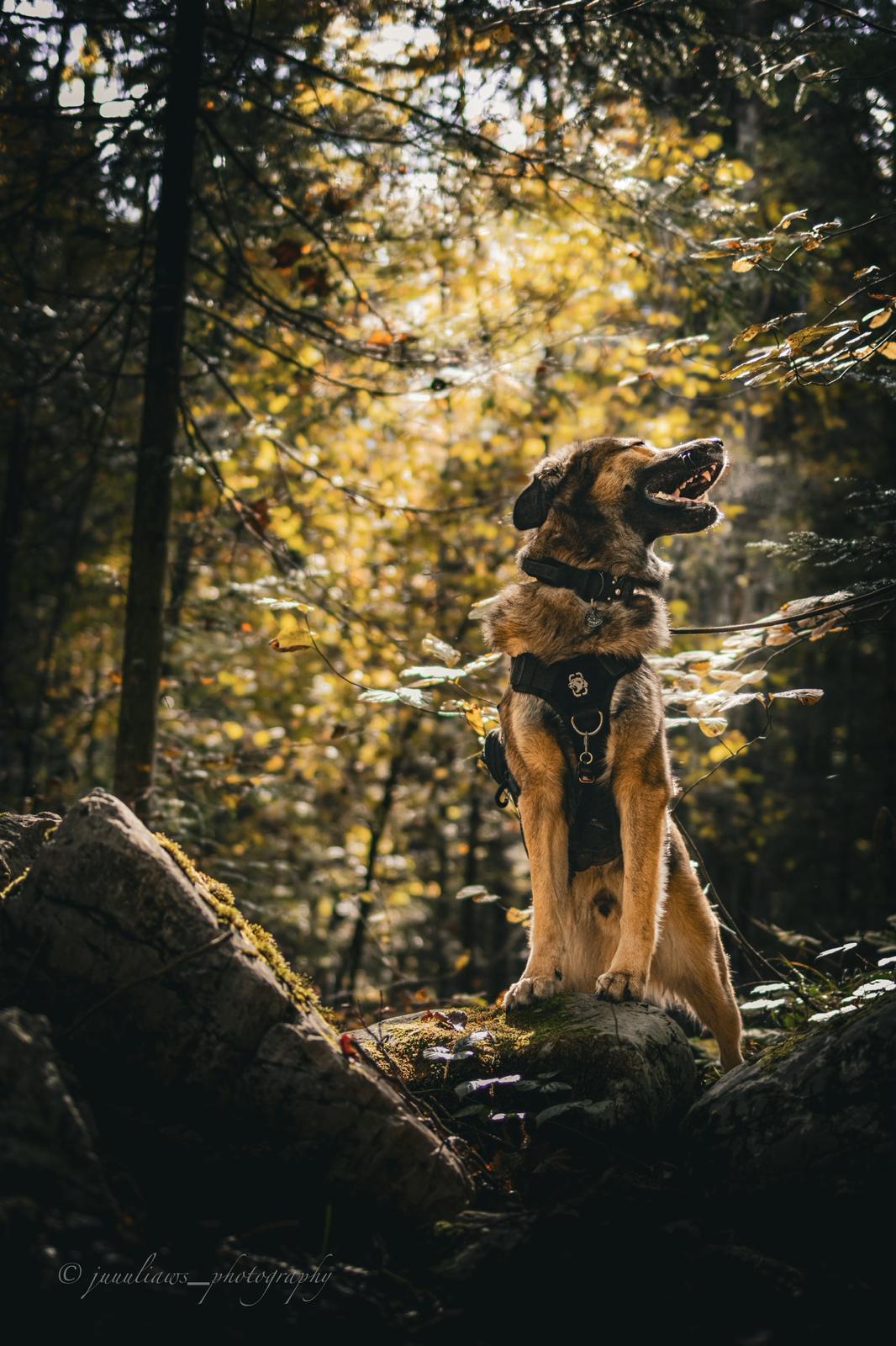 Herdenschutzhund-Mix MajestyFalls Katzenzucht Juliaaws_Photography