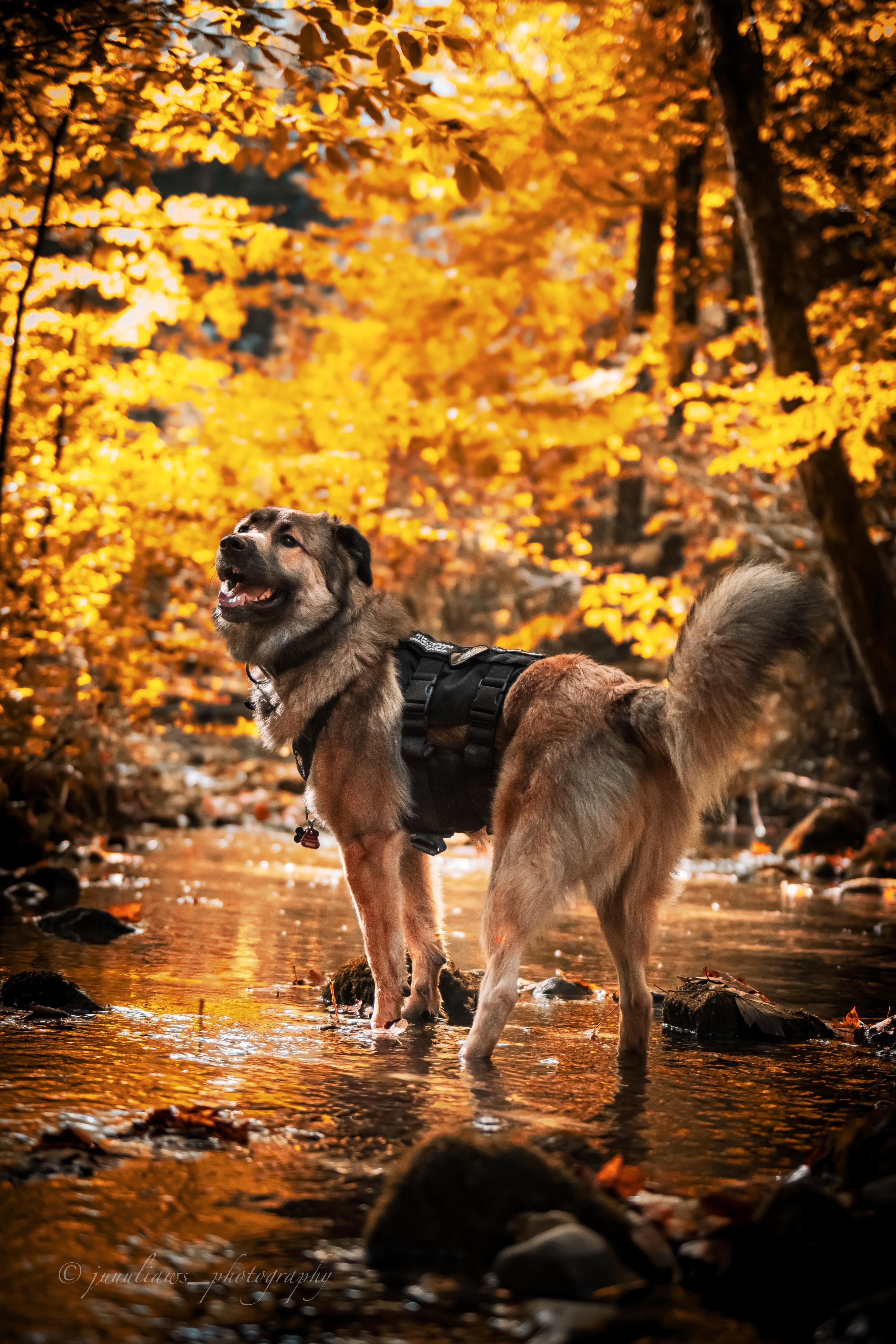 Herdenschutzhund-Mix MajestyFalls Katzenzucht Juliaaws_Photography