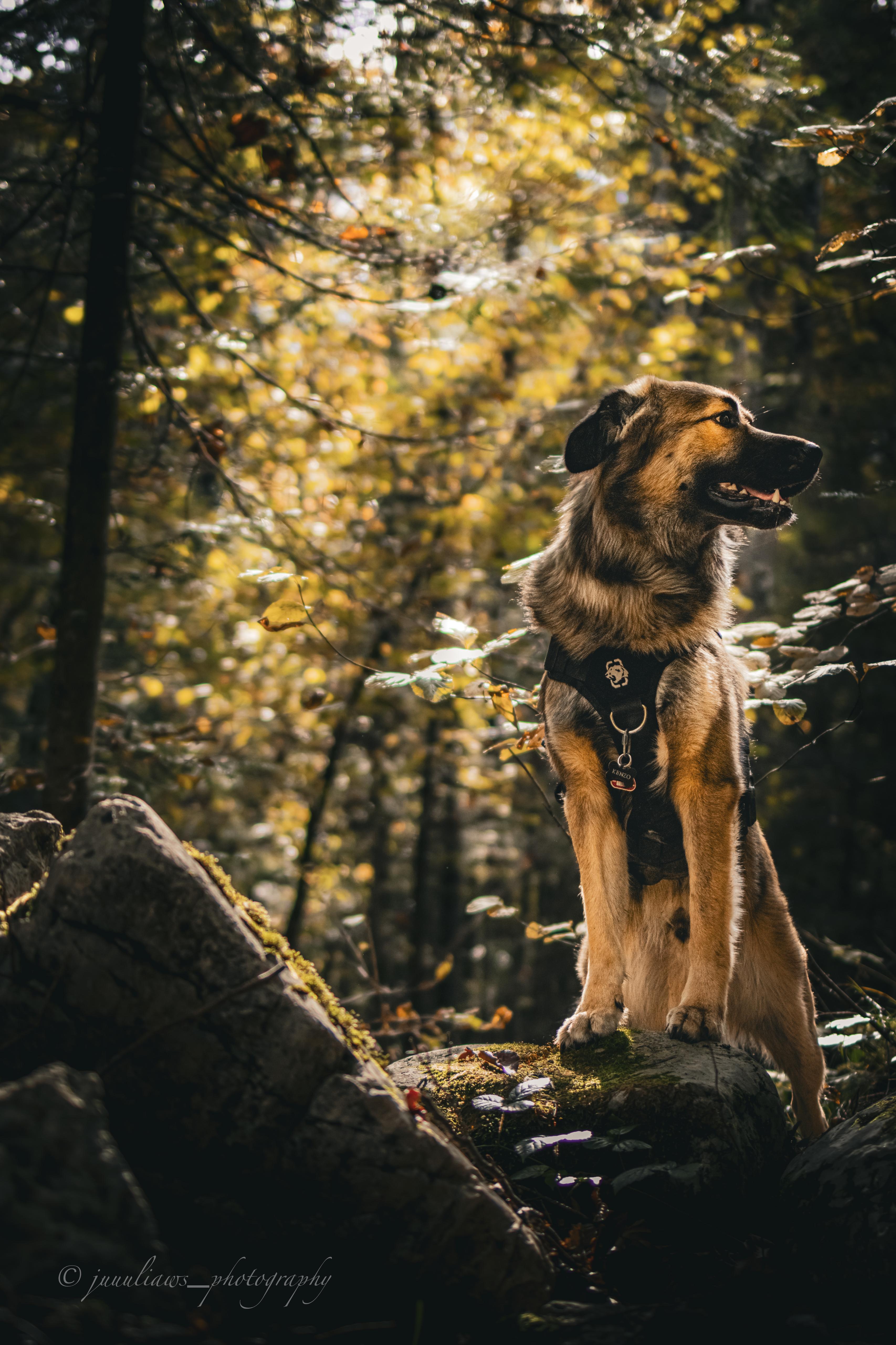 Herdenschutzhund-Mix MajestyFalls Katzenzucht Juliaaws_Photography