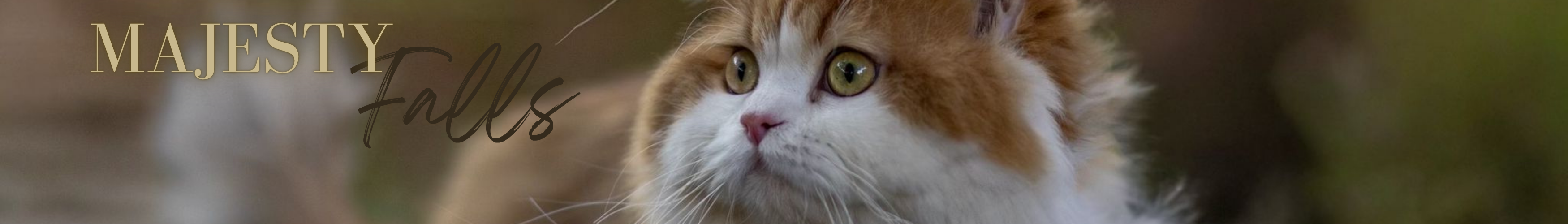 MajestyFalls Britisch Langhaar Hobbyzucht