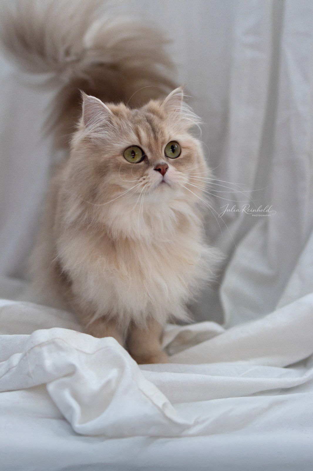 Unsere Britisch Langhaar Zuchtkatzen